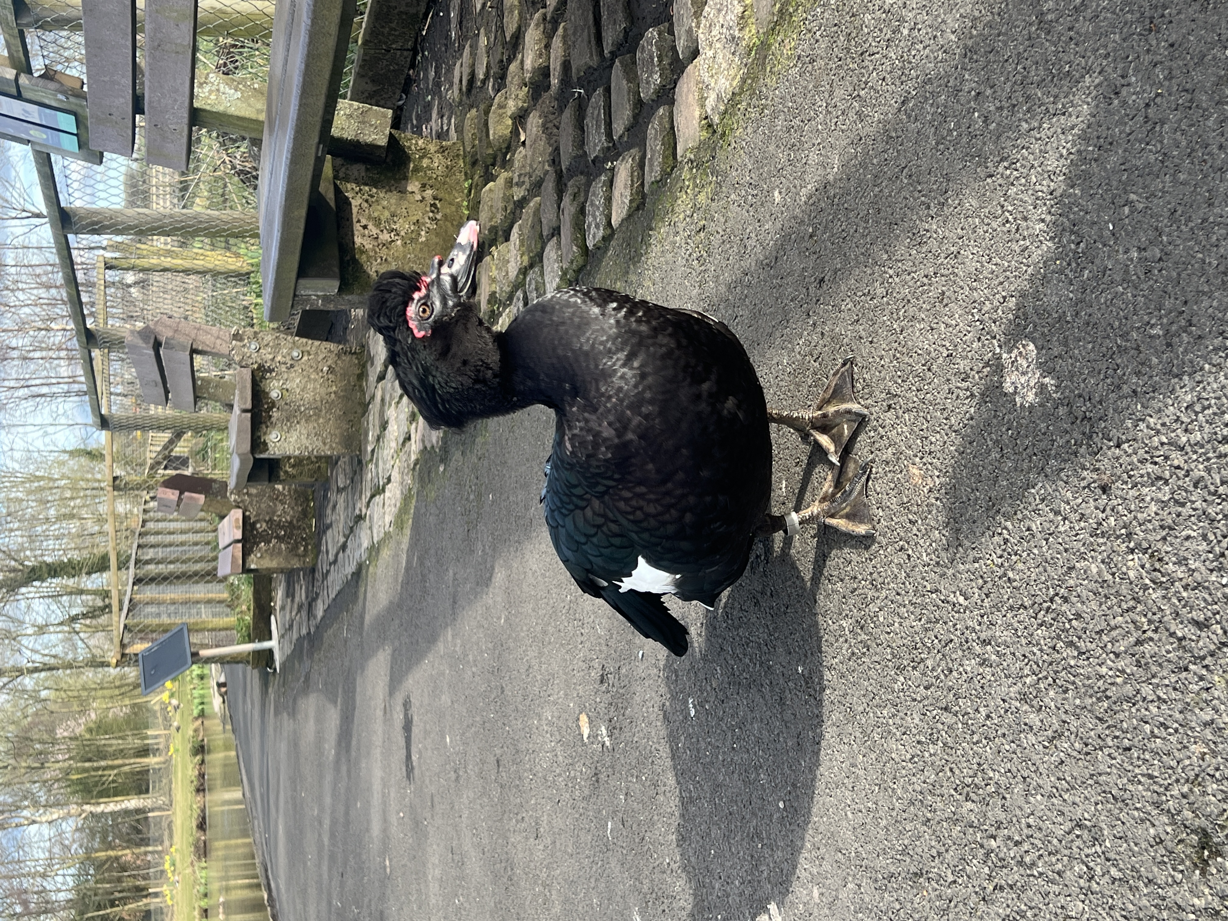 A muscovy duck on the pathway next to two benches