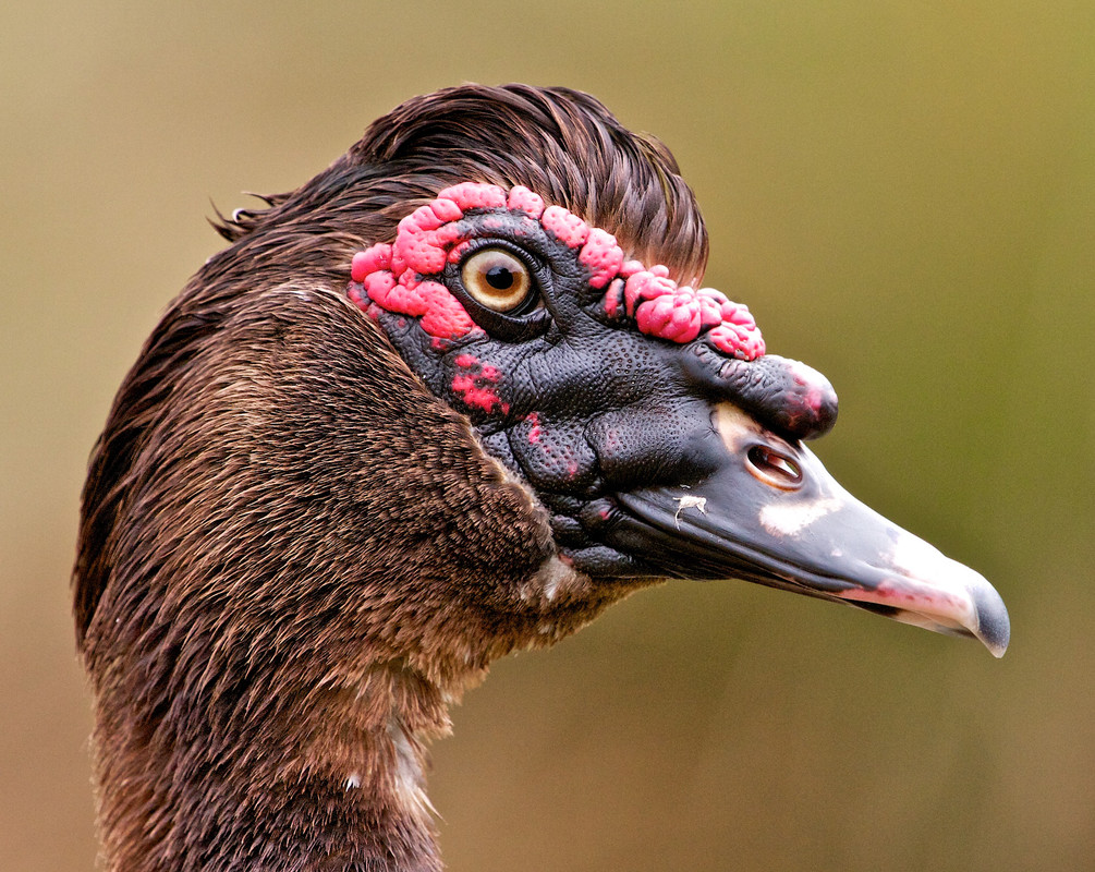 October bird of the month: Muscovy Duck
