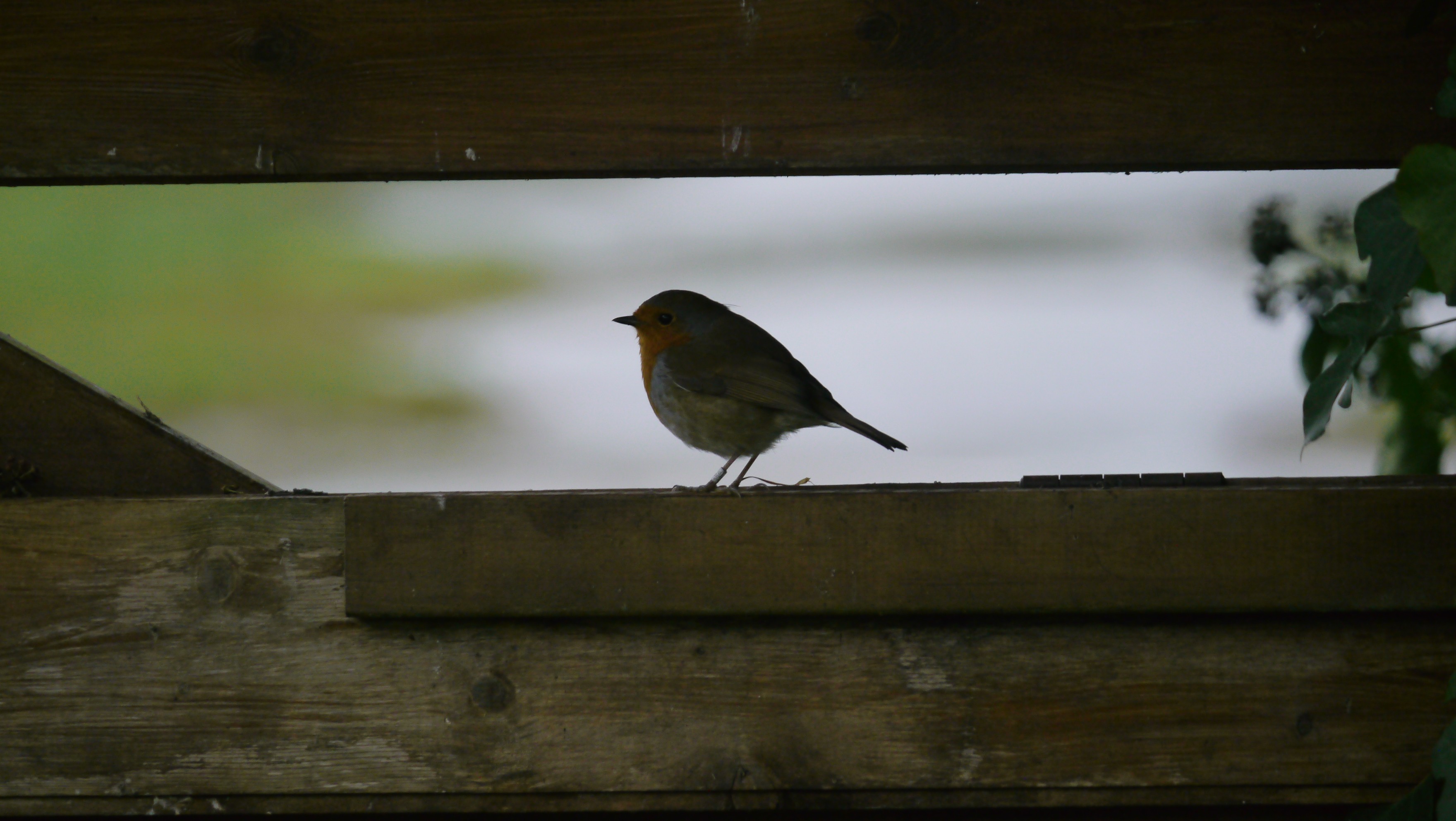 Sightings and news to week ending 26 October 2025