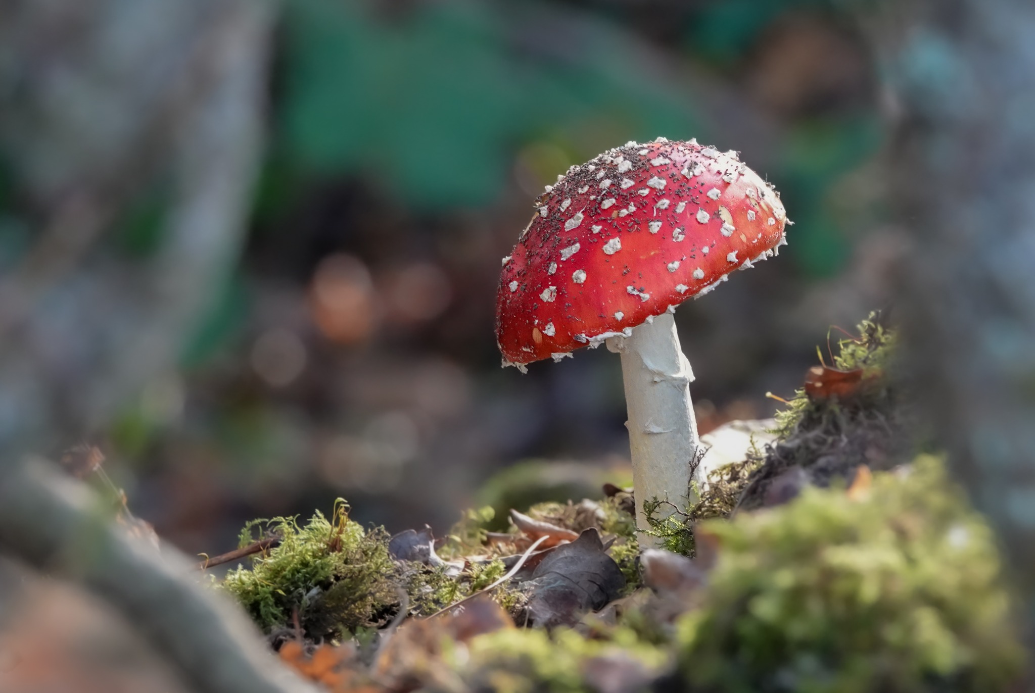Waders, hunting raptors and fairytale fungi