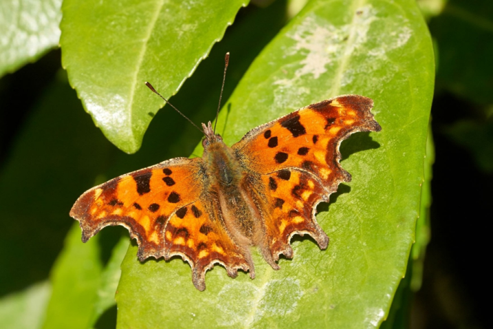 A Brilliant Butterfly Year at Castle Espie