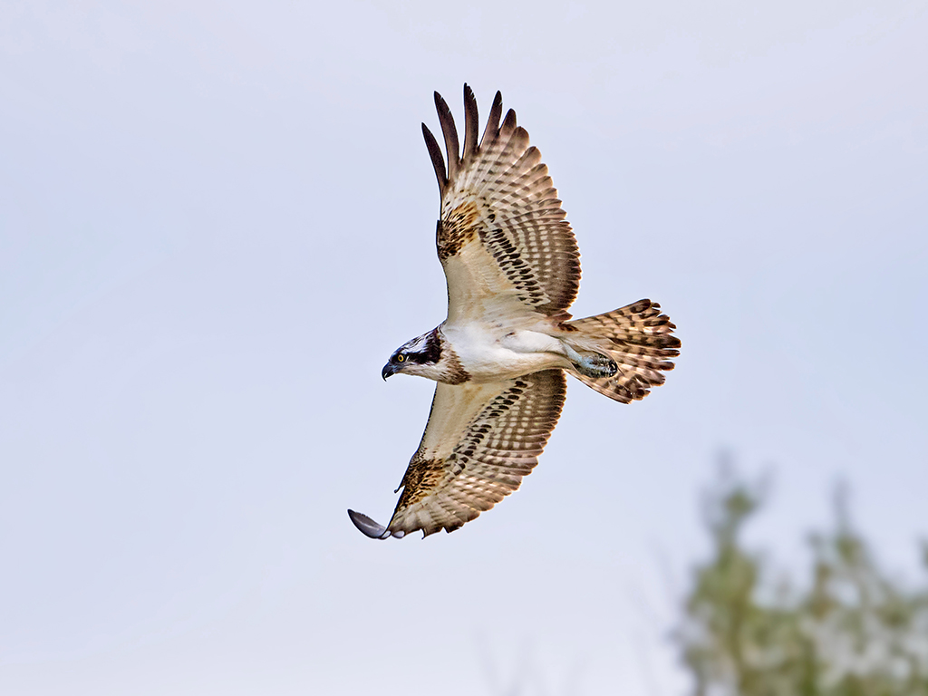 Osprey still onsite!