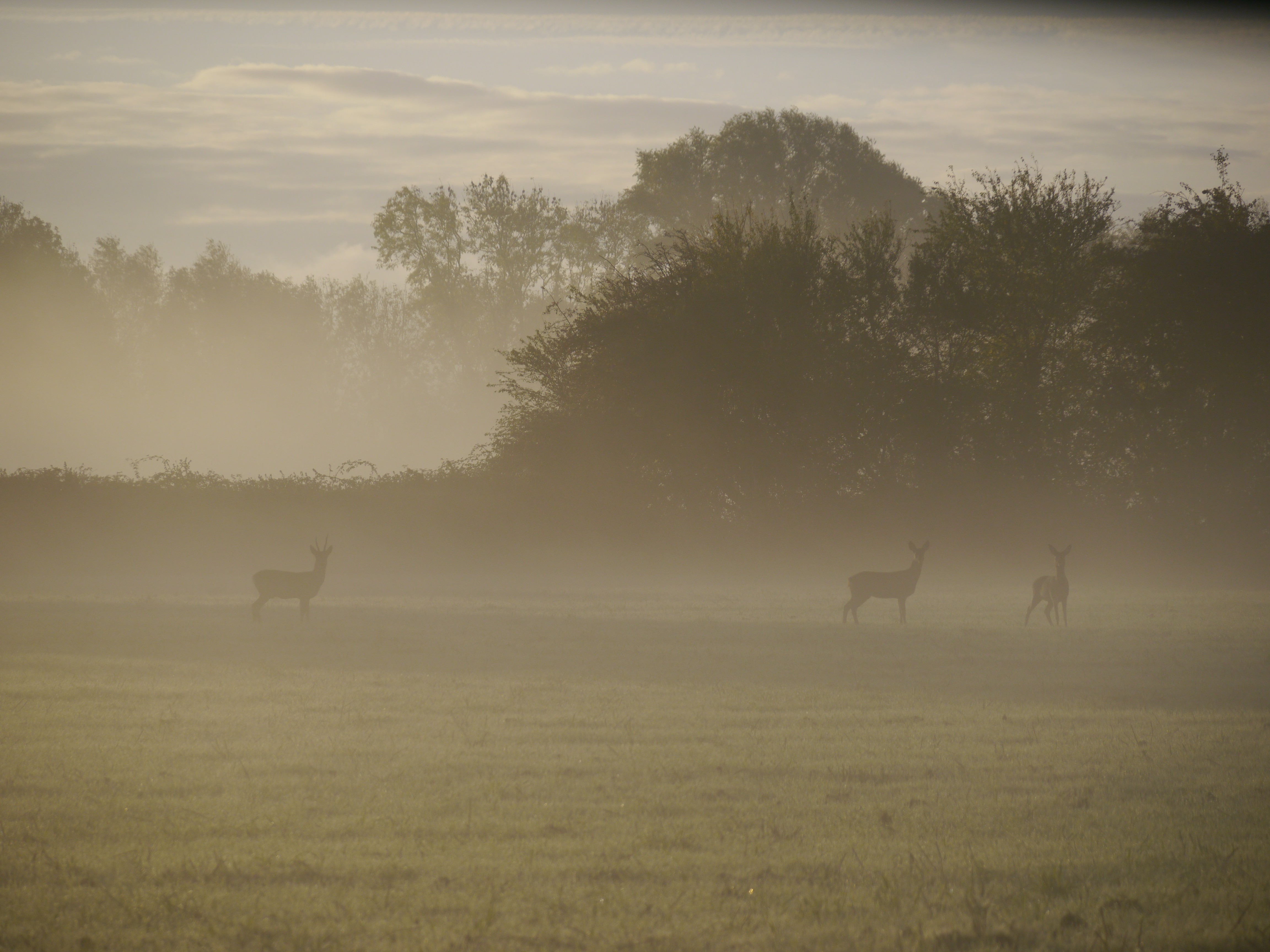 Wildlife Sightings - 14/12/25