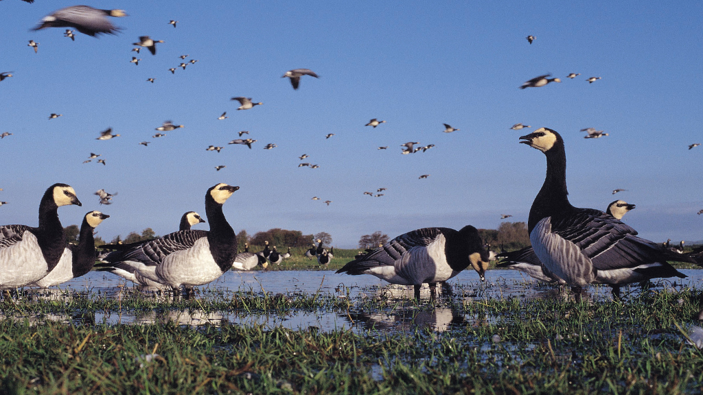 Top 10 migrant birds to see at WWT reserves this autumn