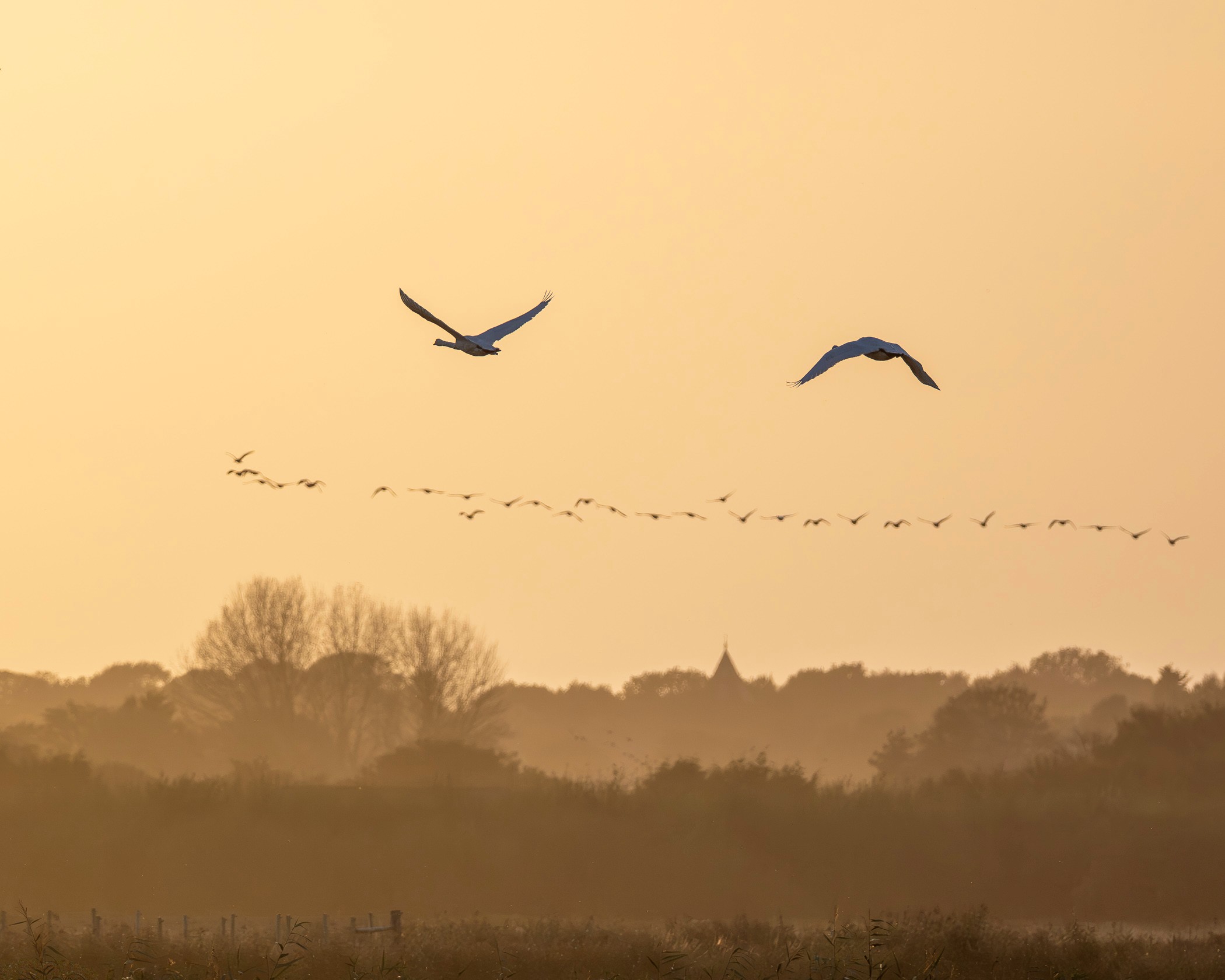 View: Bird Photography Academy with Swarovski Optik