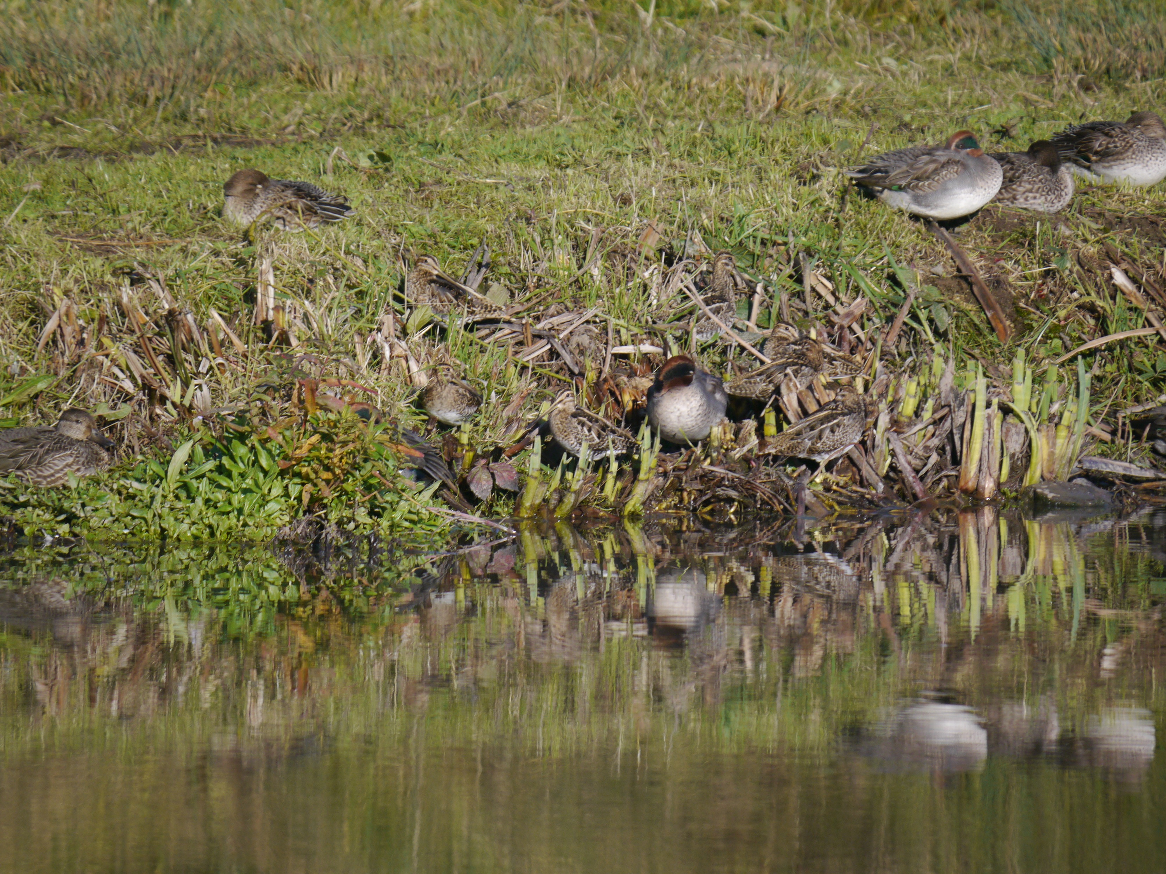 Sightings and news to week ending 2 November 2025