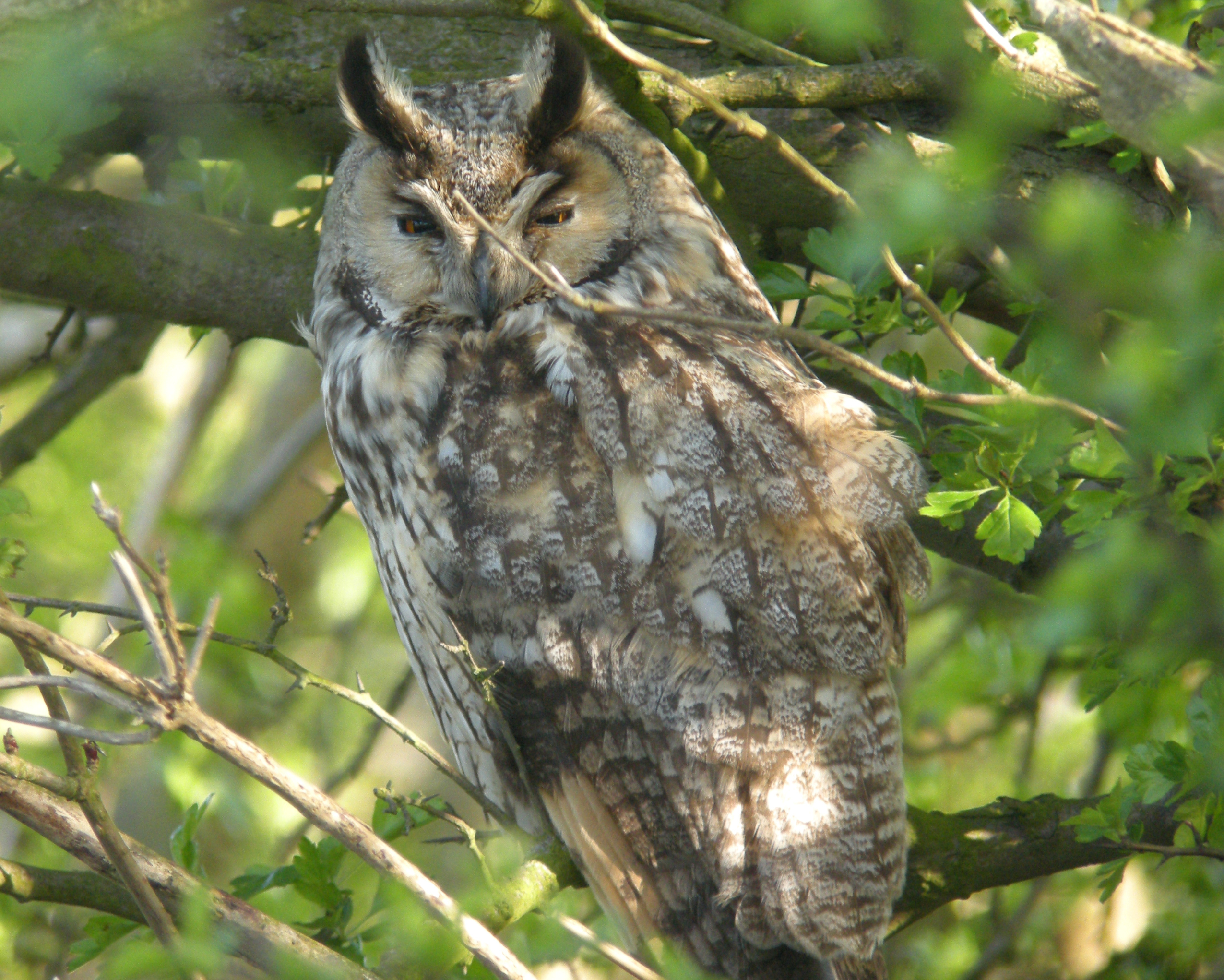 Wildlife Sightings for 3rd November 2025