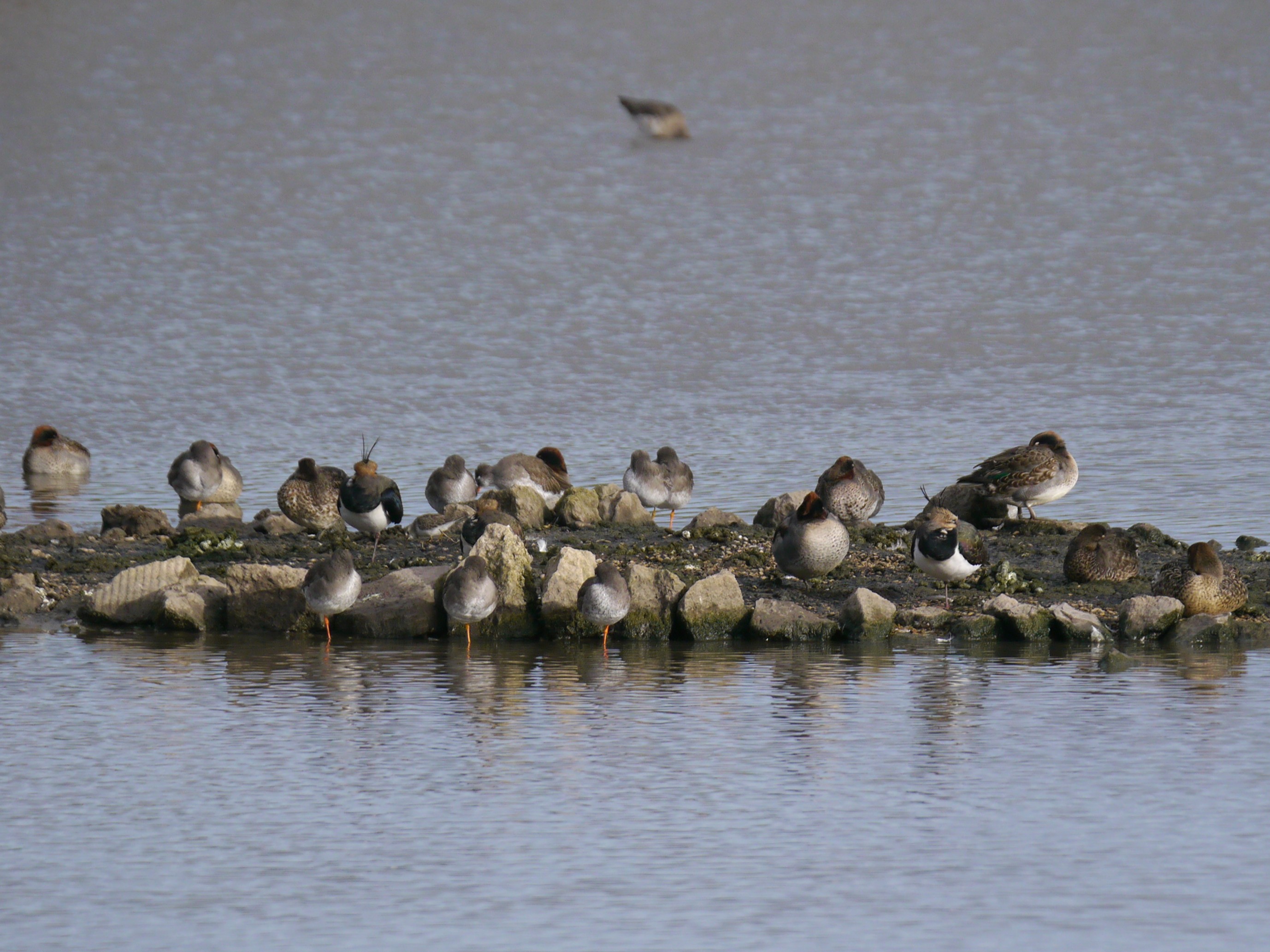 Sightings and news to week ending 9 November 2025