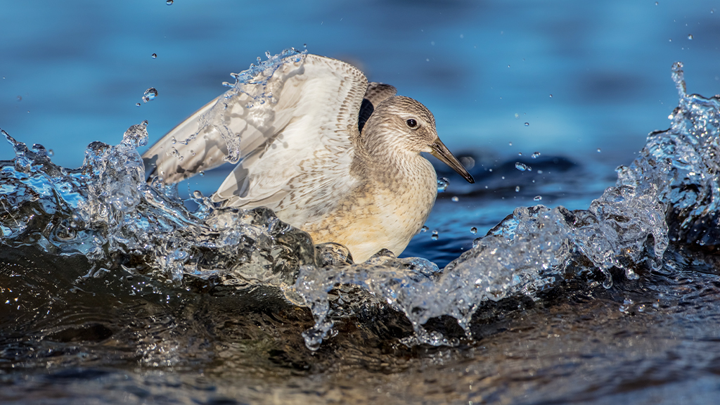 How do migrating birds know where to go?