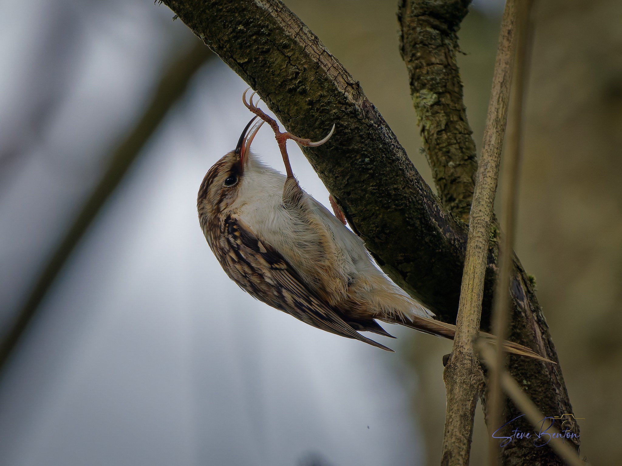 Treecreeper, Spoonbill, and a herd of Wood Pigeon