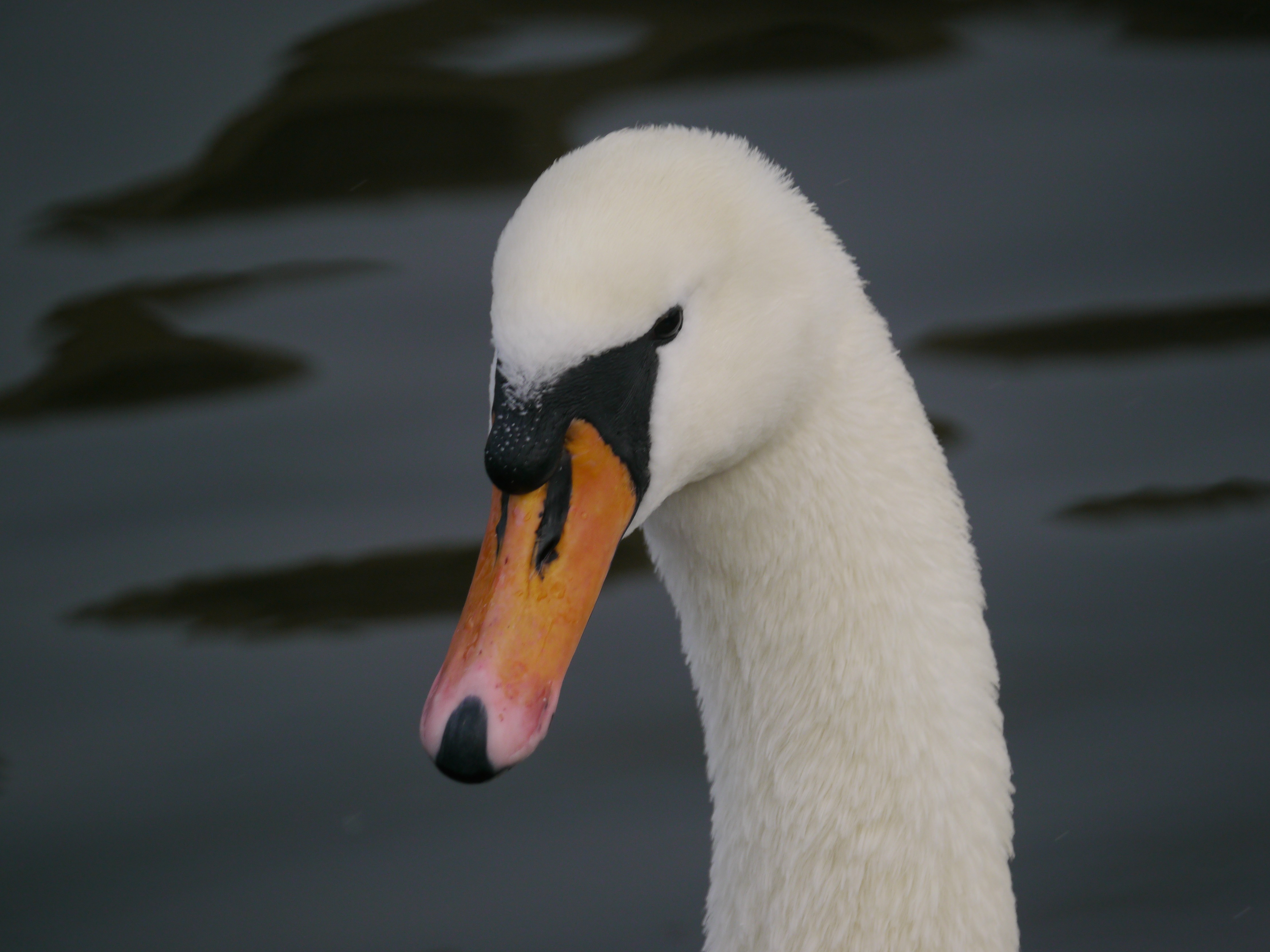 Sightings and news to week ending 16 November