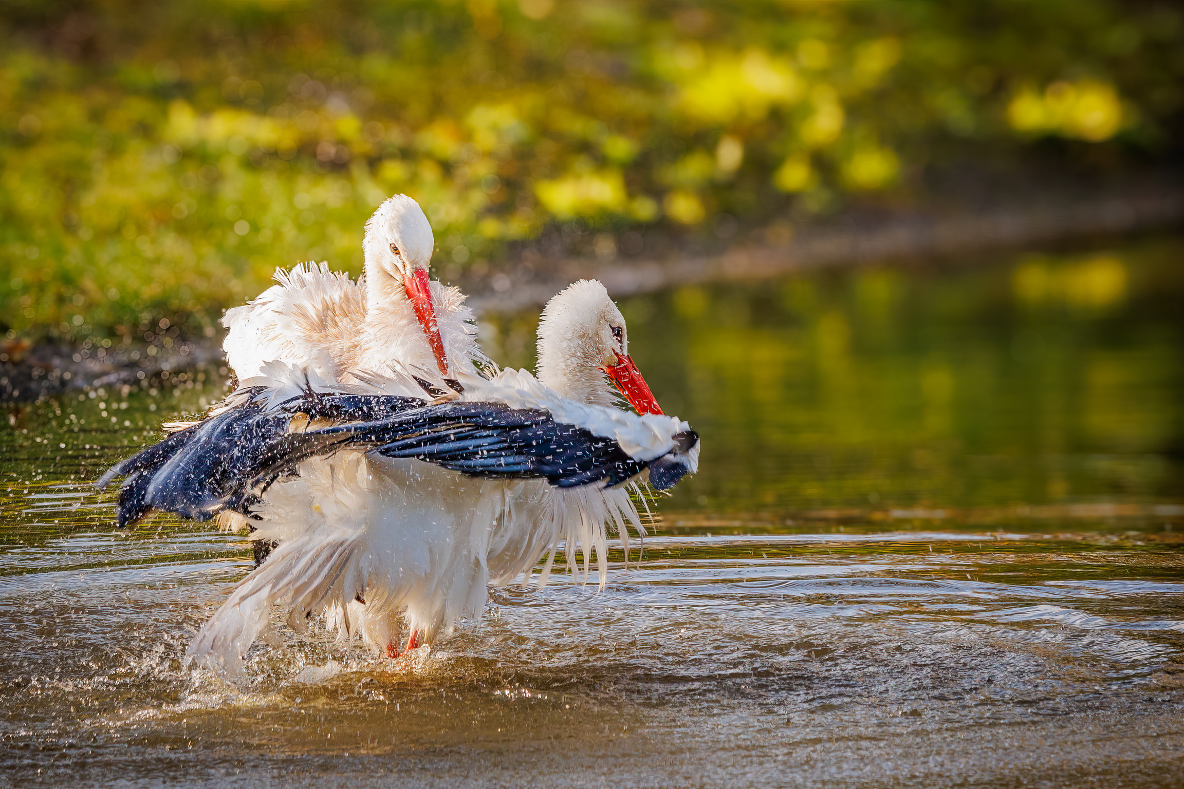 View: Wildlife Photography Workshop with Paul Way: March 2026