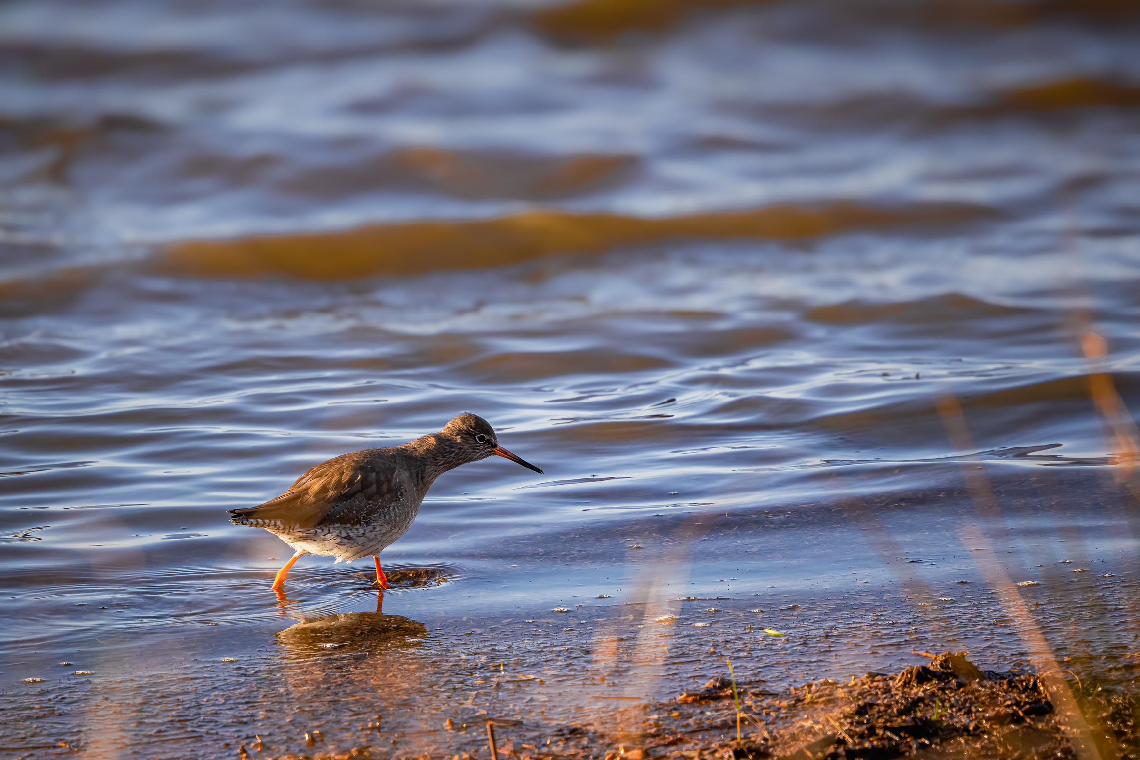 Wildlife Photography Workshop with Paul Way: May 2026