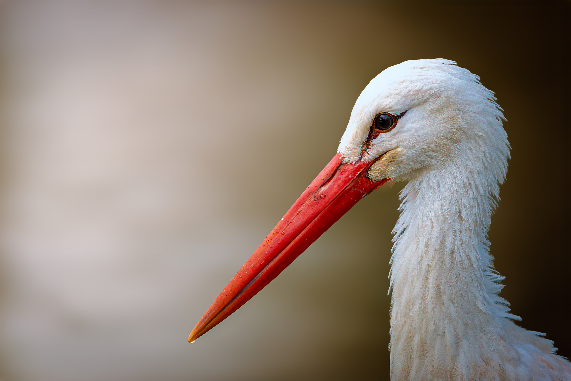 Wildlife Photography Workshop with Paul Way: April 2026