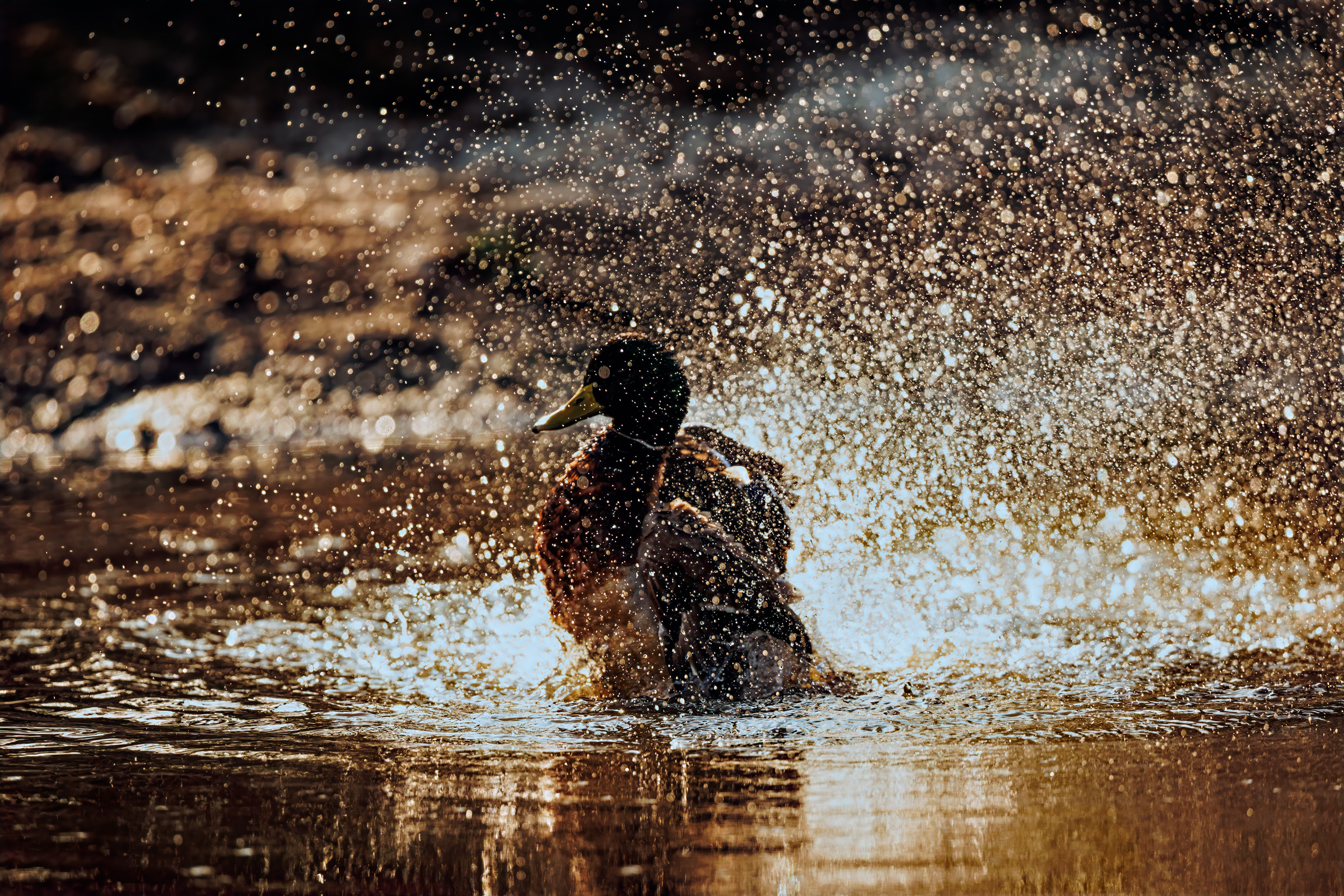 View: Wildlife Photography Workshop with Paul Way: October 2026