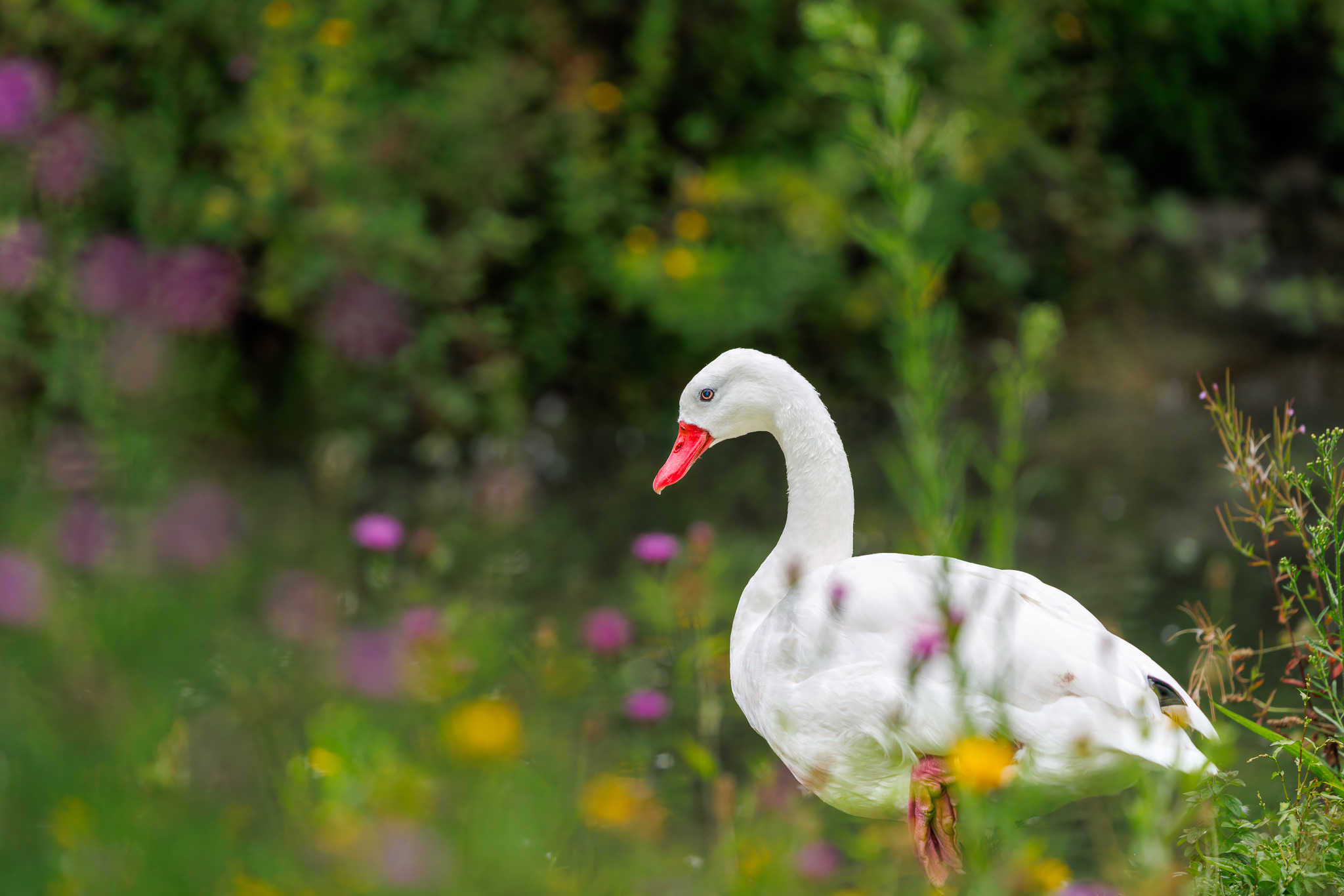 Wildlife Photography Workshop with Paul Way: June 2026