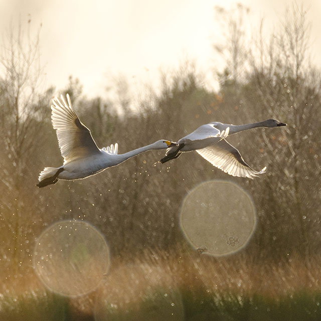 Welney Sightings 04/01/2026