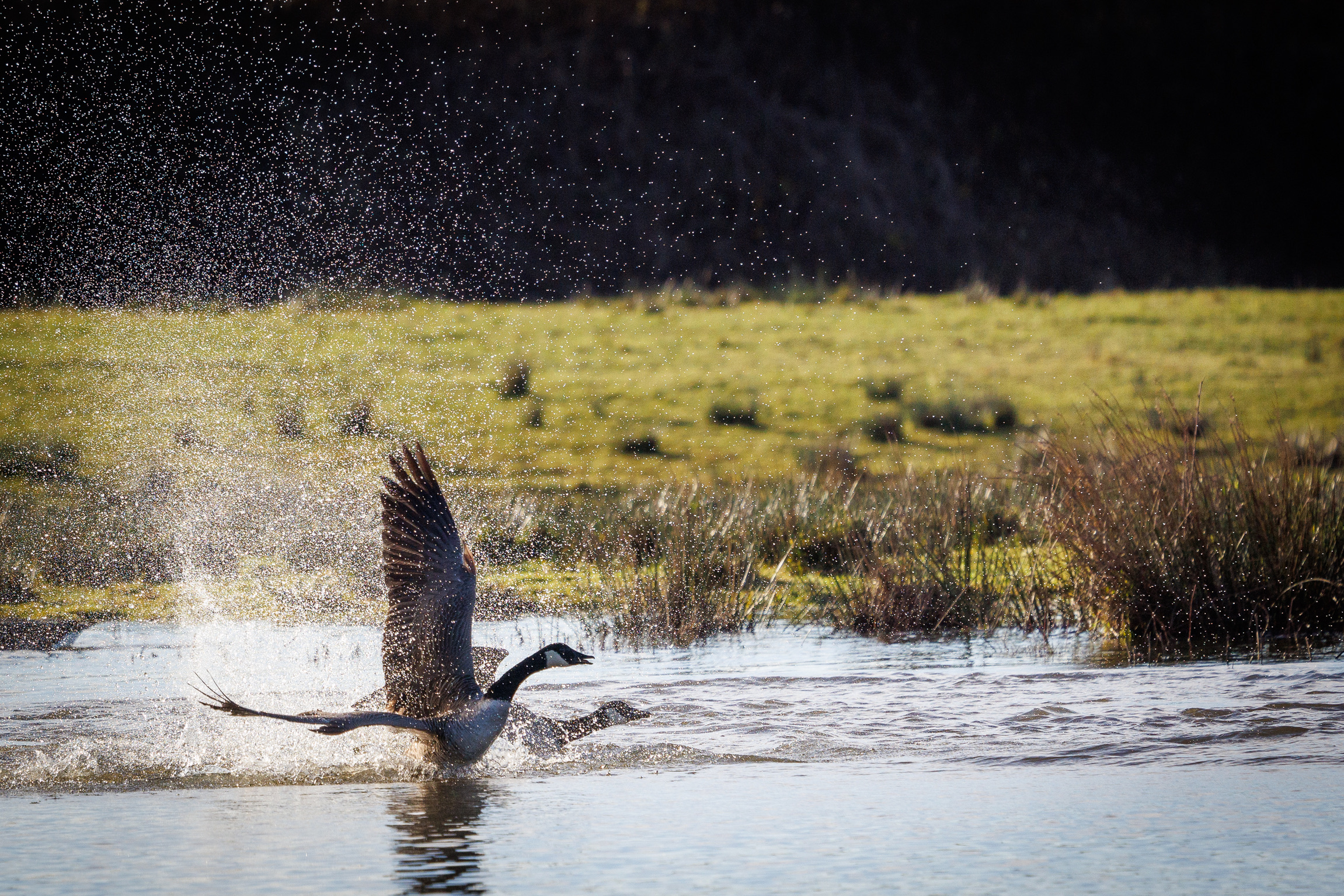 View: Wildlife Photography Workshop with Paul Way: September 2026