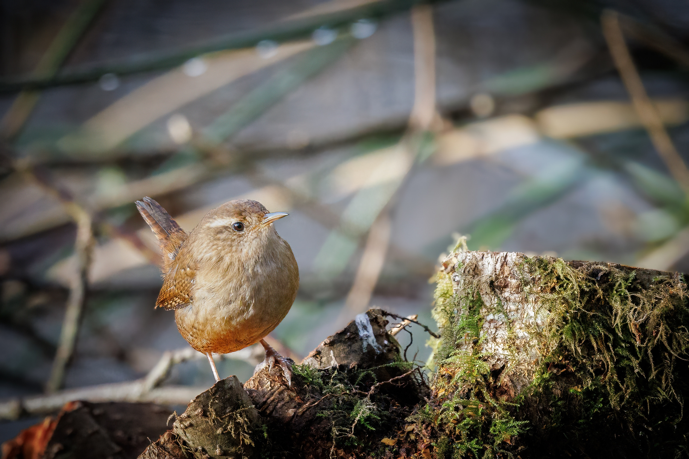 View: Wildlife Photography Workshop with Paul Way: January 2026