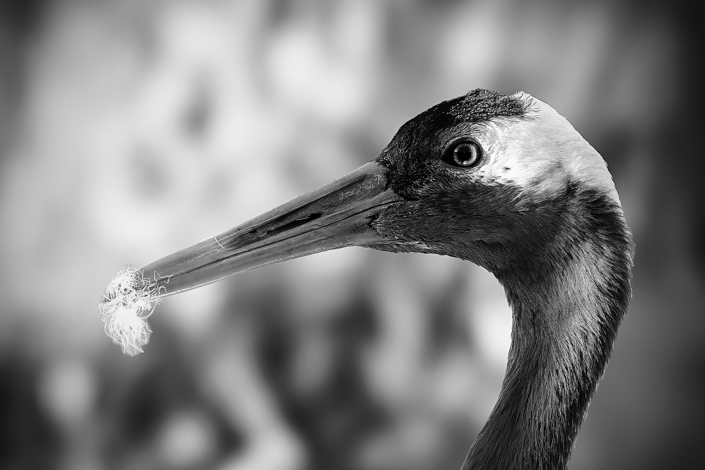 Wildlife Photography Workshop with Paul Way: July 2026