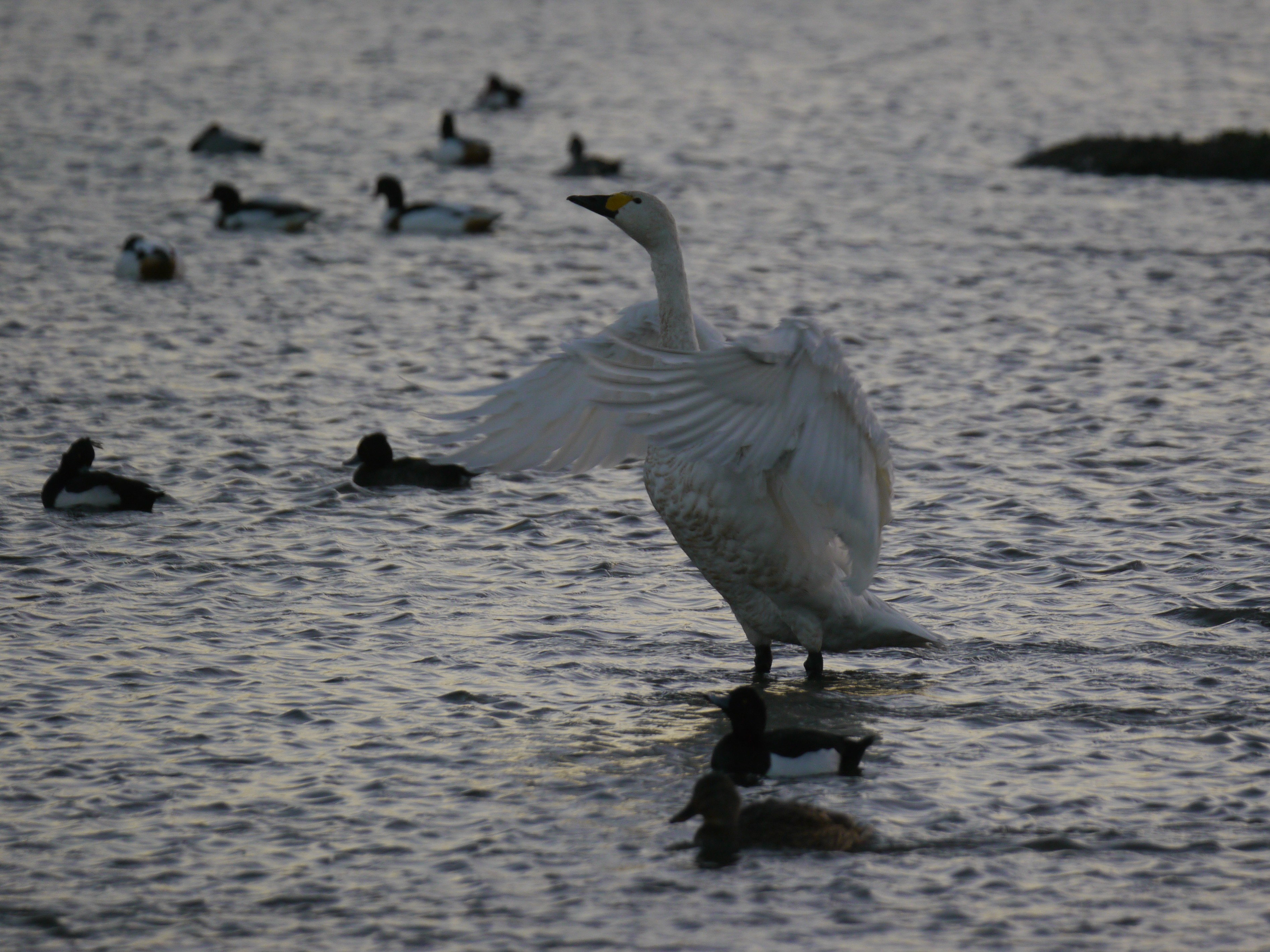 Sightings and news to week ending 30 November 2025