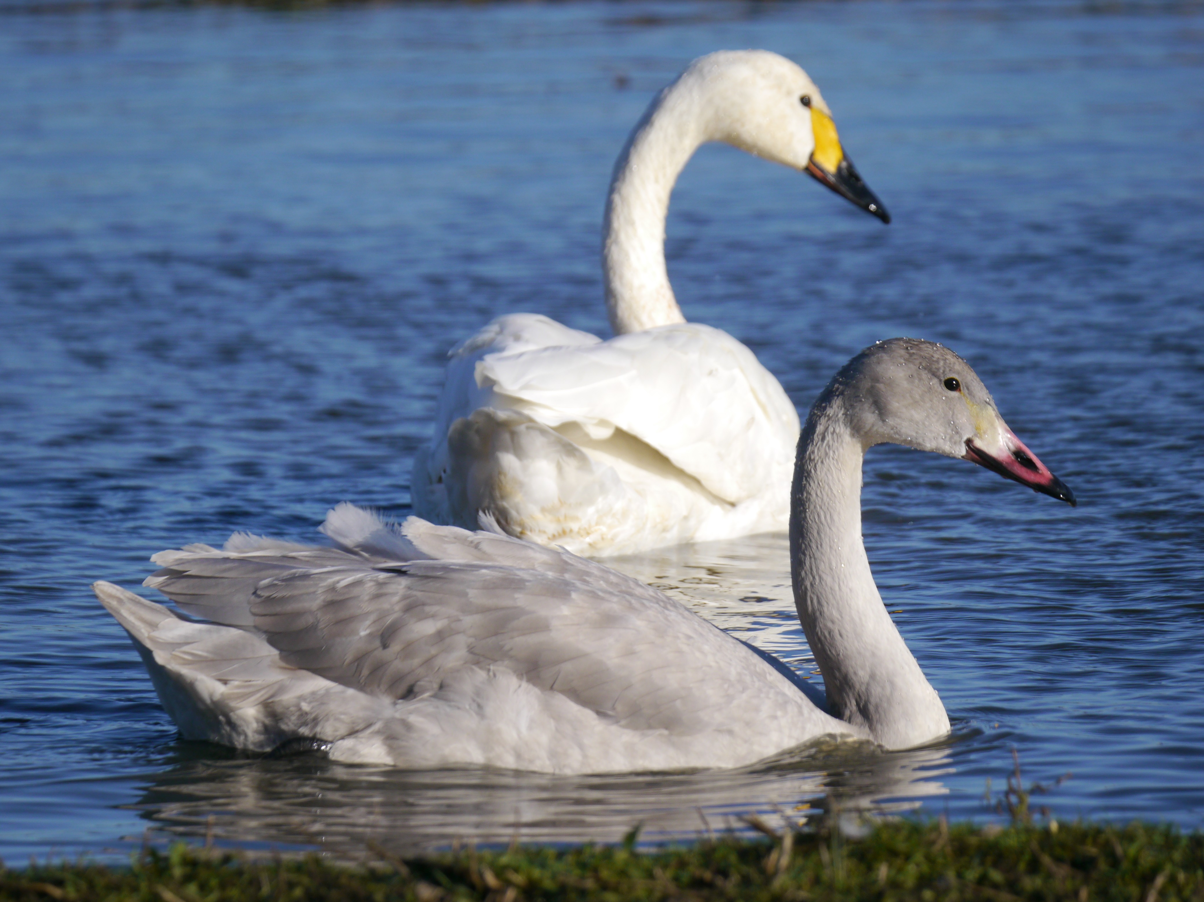 Sightings and news to  week ending 23 November 2025