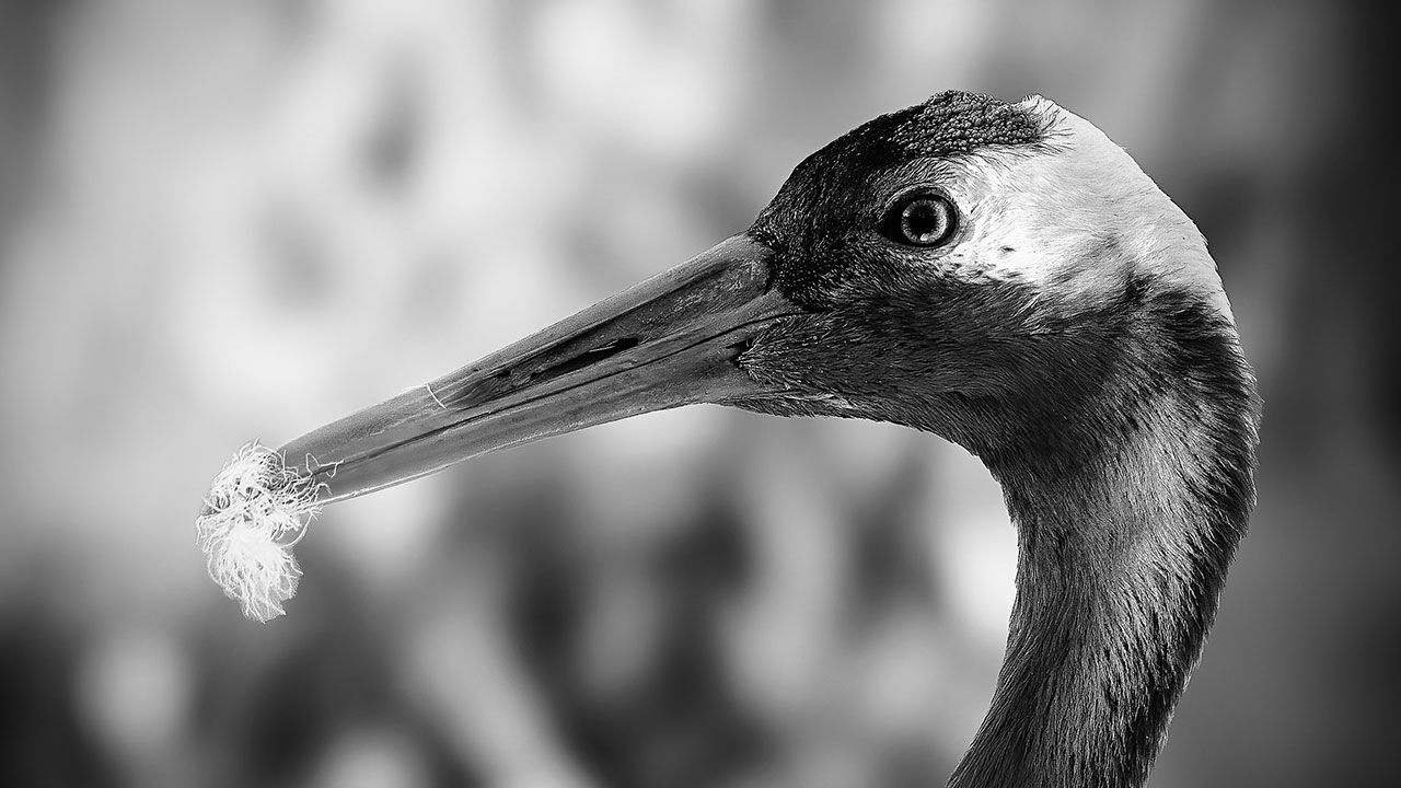 A black and white photo of a crane by Paul Way