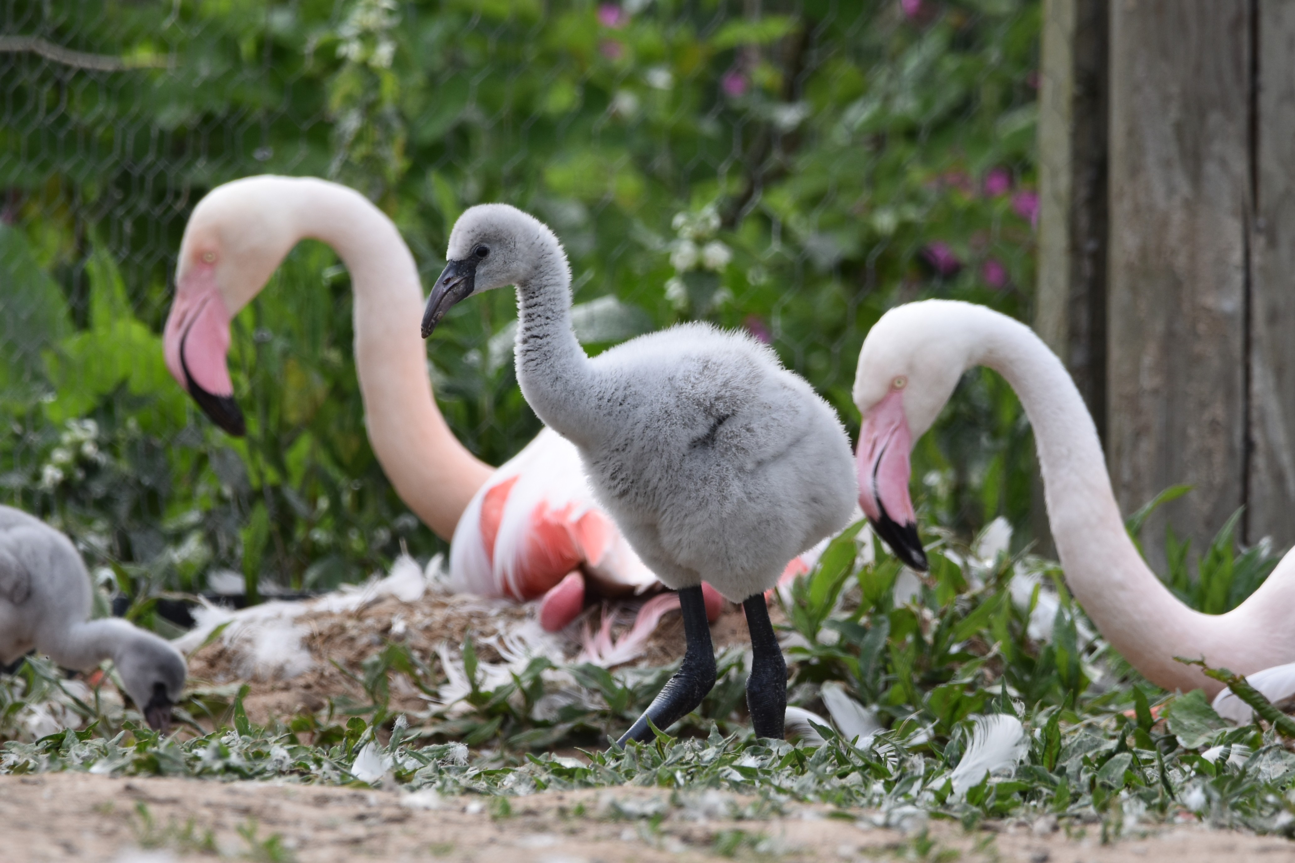 A fluffy grey flamingo chick. In the background are two adult flamingos