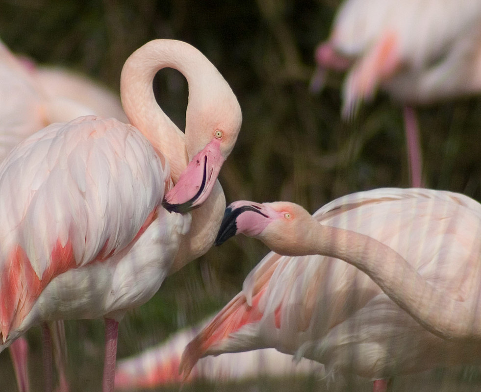 December bird of the month: Greater Flamingo