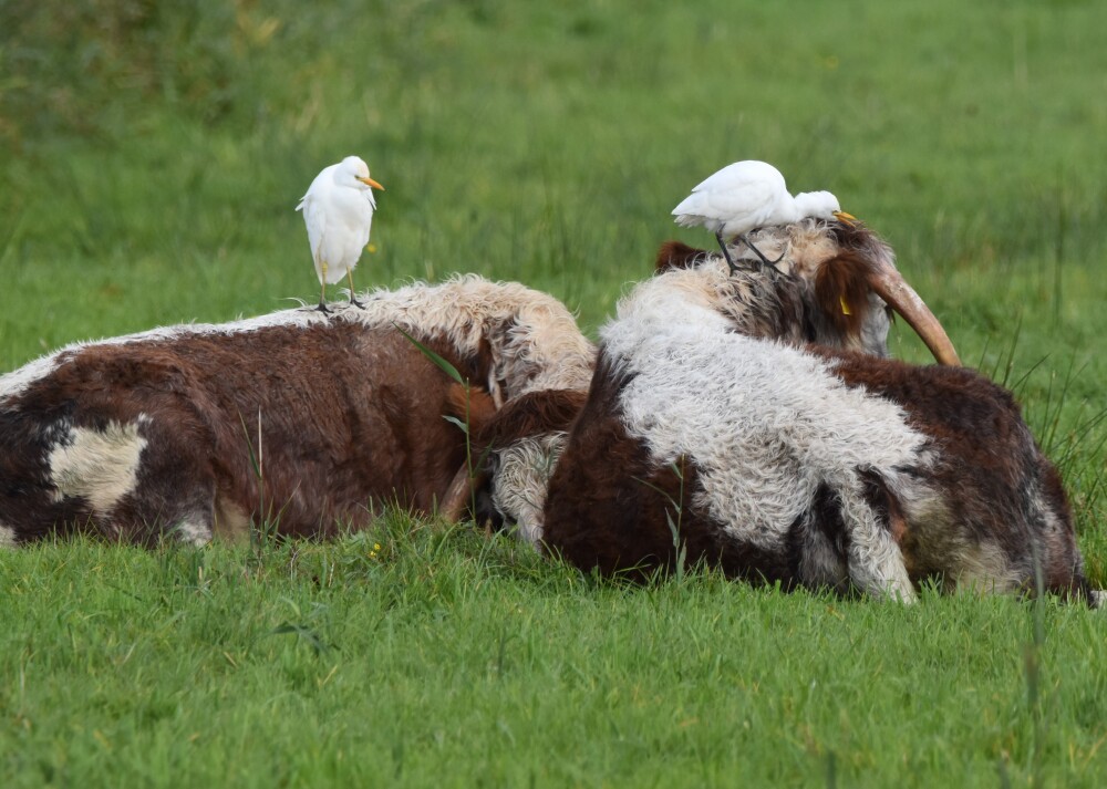 Recent Sightings 19th October 2026