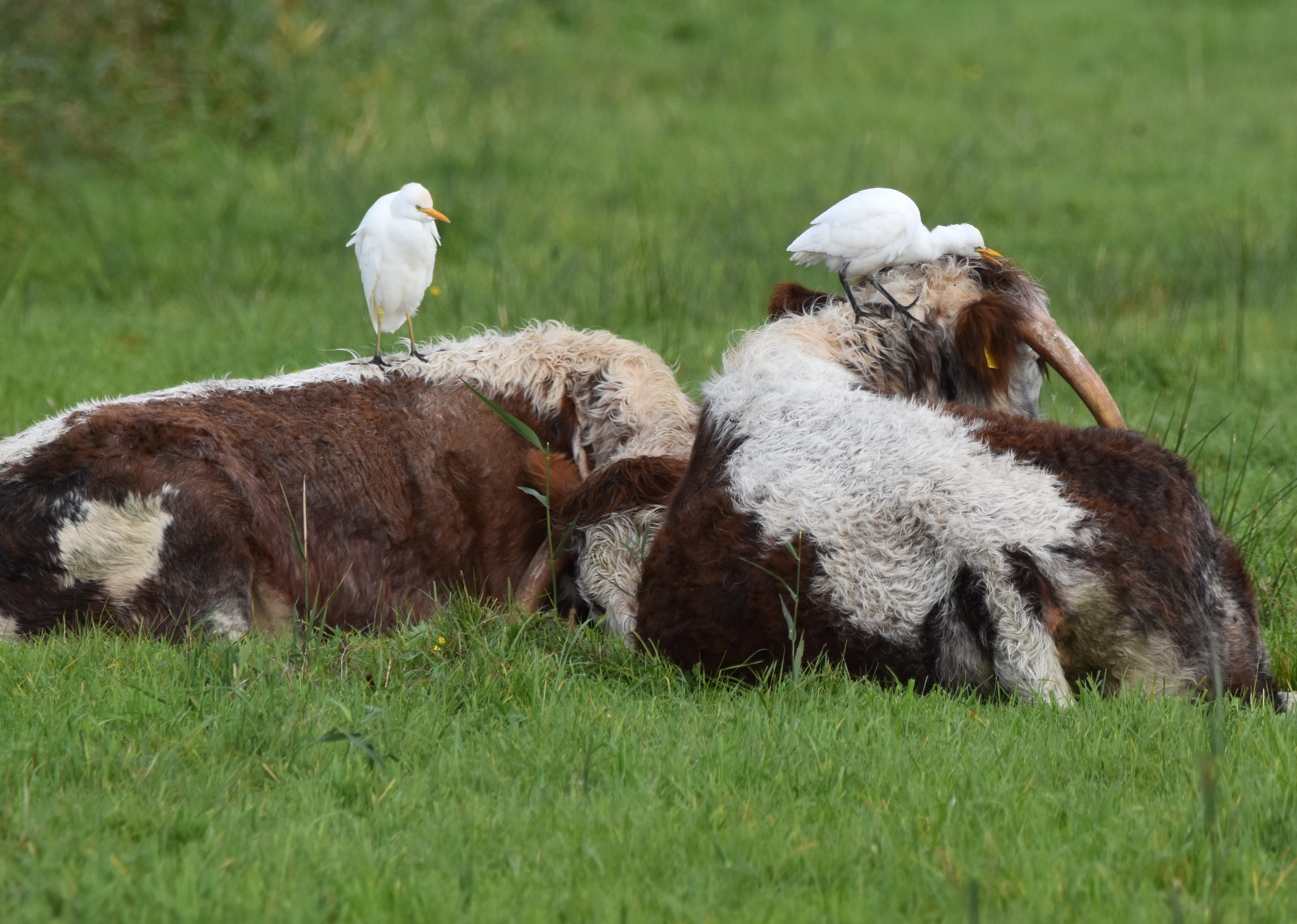 Two English Longhorn cattle lying on the fields with cattle egrets on their backs