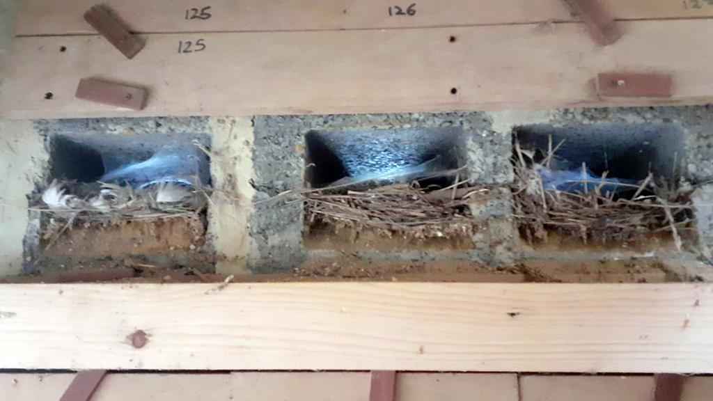 A board has been removed from a wooden wall showing three square holes on the cement with nests inside