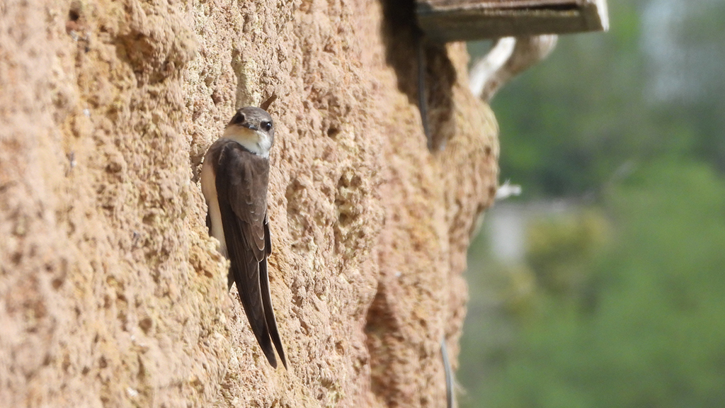Survey Shows Record Count  of Sand Martins