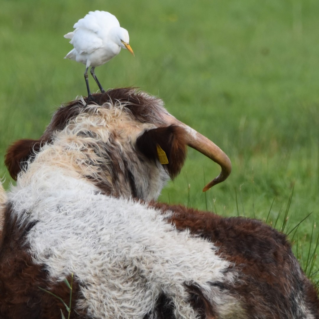 A cattle egret standing on a cows head at WWT Martin Mere