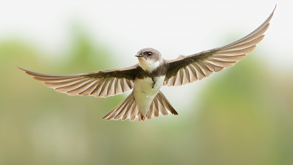 A brown bird with a cream coloured chin and underside flies wings outstretched