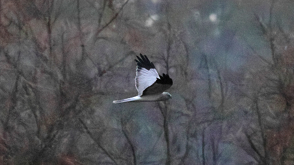 Ghost of the Reedbeds at WWT Arundel