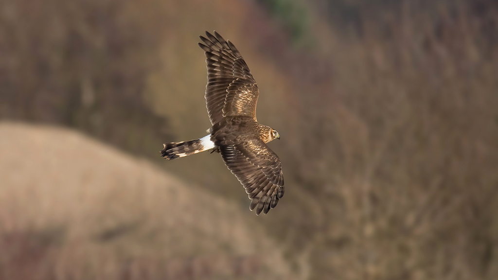 A large brownish bird with lines on its tail feathers is flying against a autumn trees and reeds