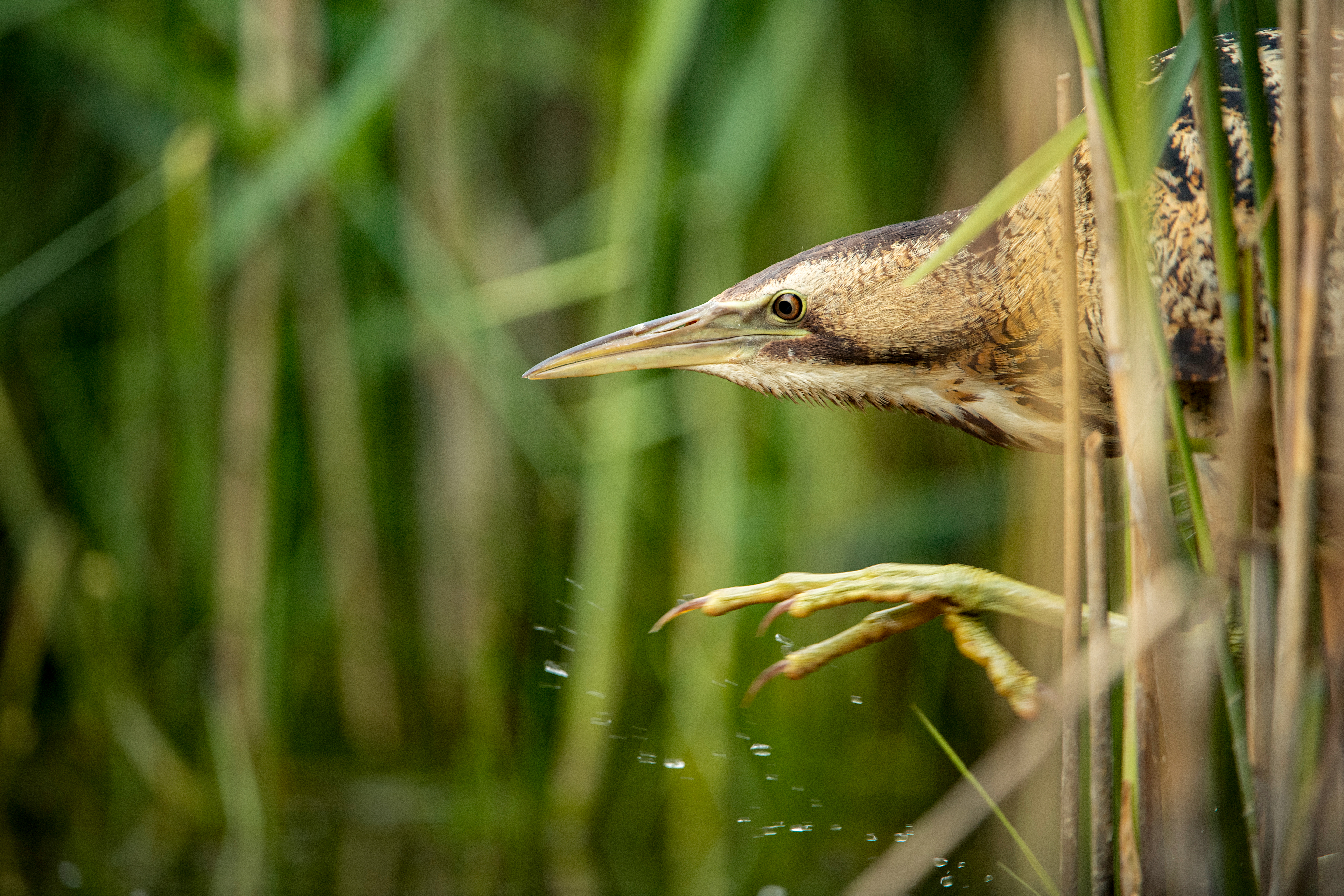Once Bittern, Twice Shy: A Visitor's Special Sighting