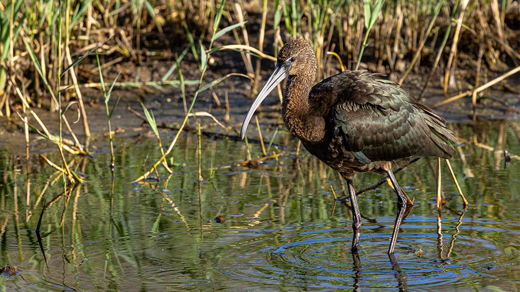 Autumn stories from WWT’s wetland reserves