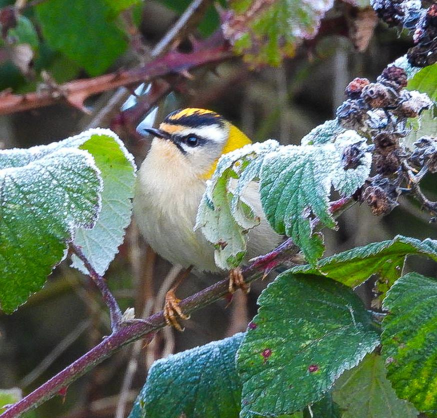 Sightings and news to week ending 14 December 2025