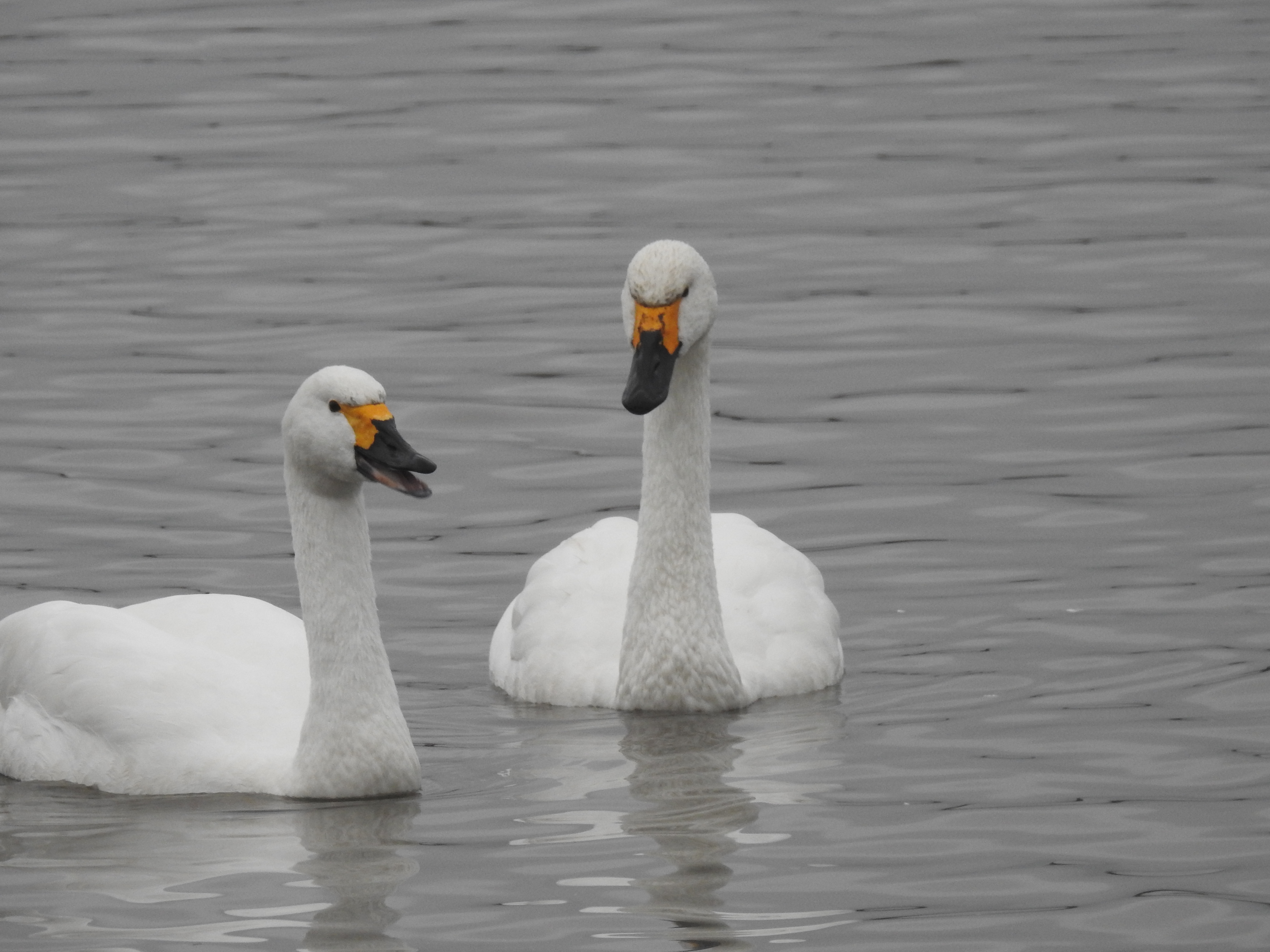 Two Bewick's swans floating on water