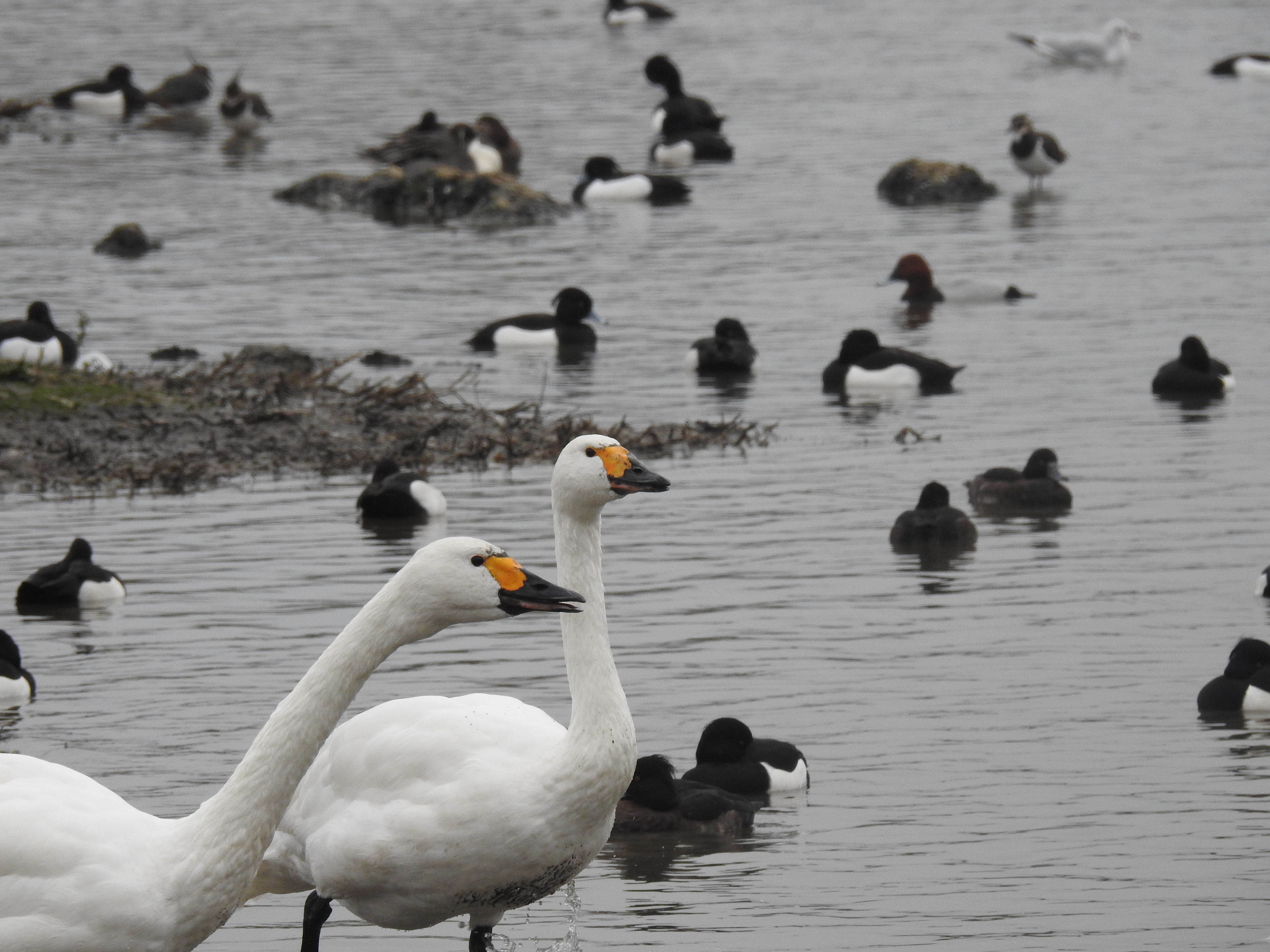 Two Bewick's swans standing in water with tufted ducks floating behind