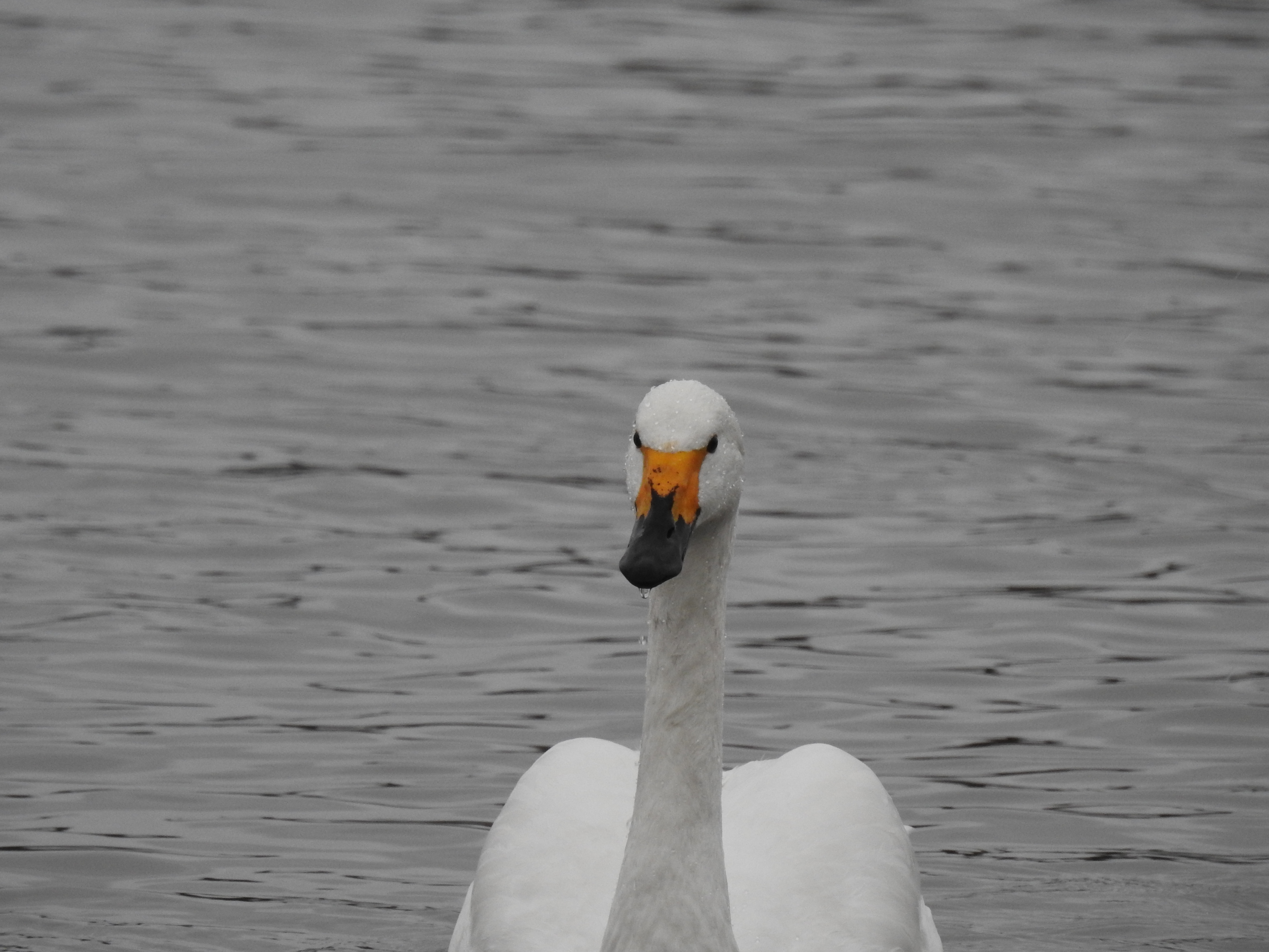 Bewick's swan Trotsky facing forward