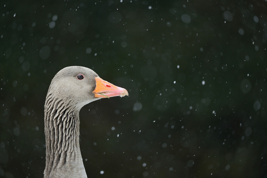 What’s On This Christmas at WWT Martin Mere