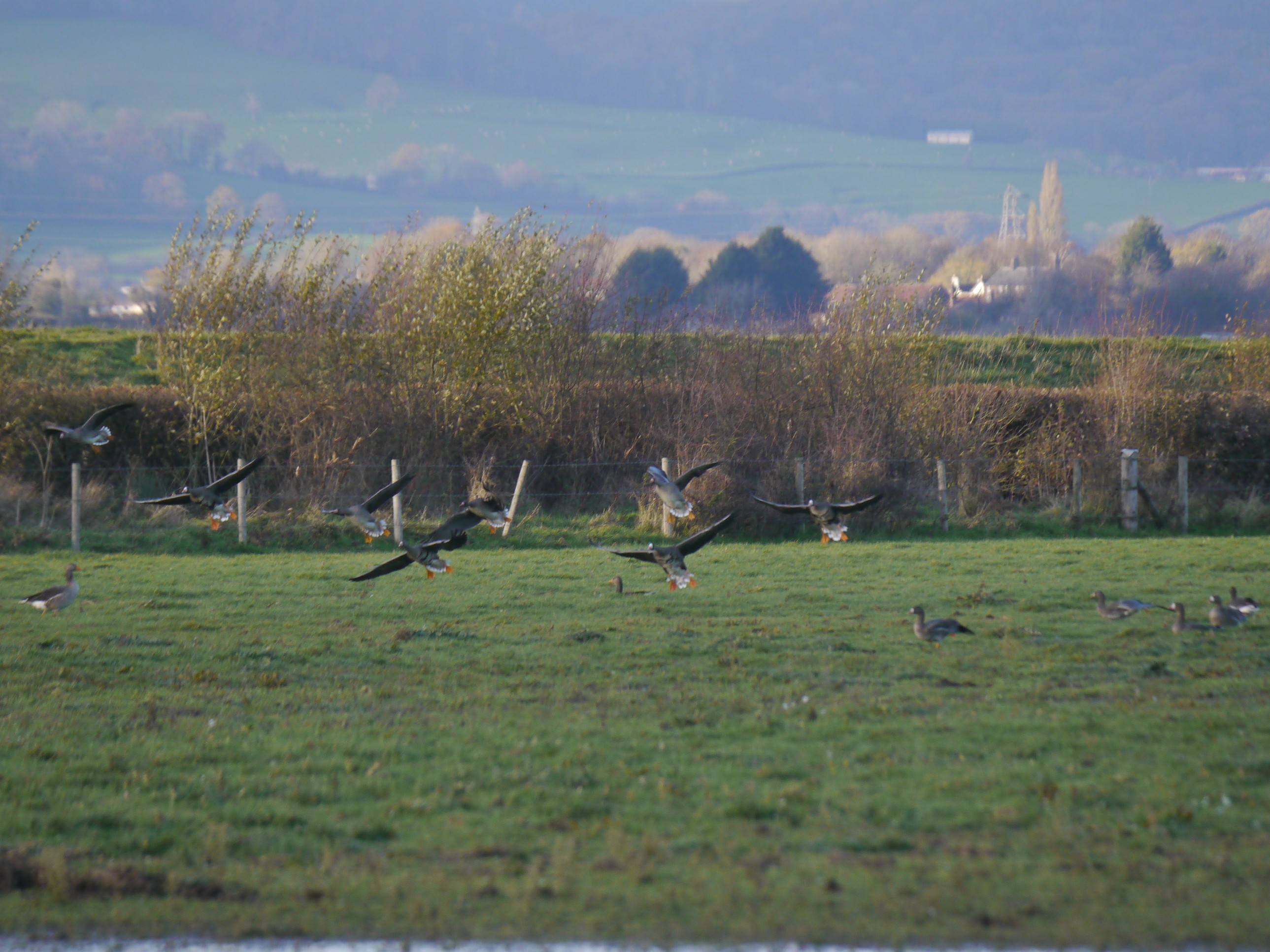 Sightings and news to week ending 7 December 2025