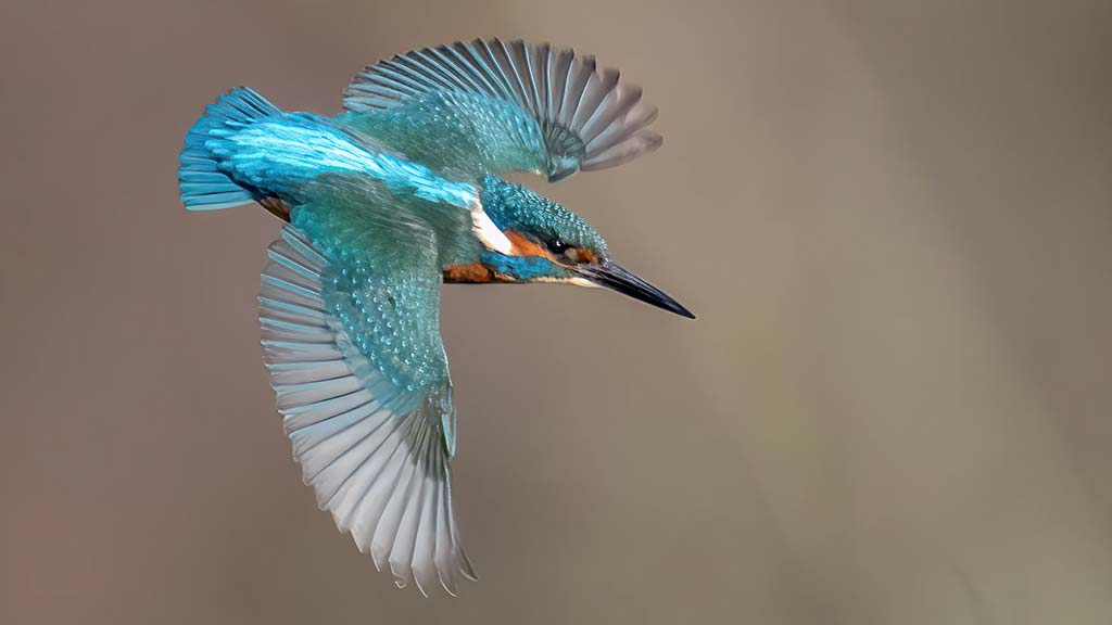 Wildlife Sightings - 10/12/25