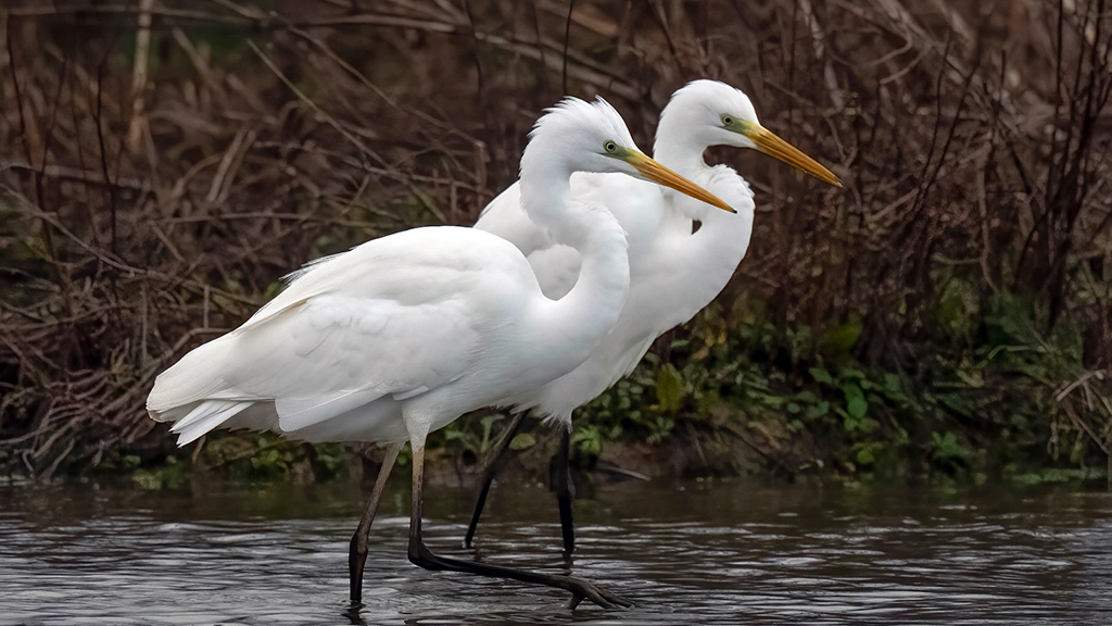 two large whit birds with long necks walk side by side