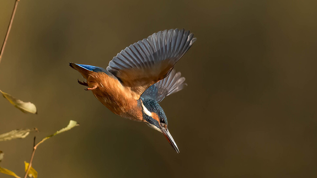 Kingfishers, Hen Harriers & Goosander