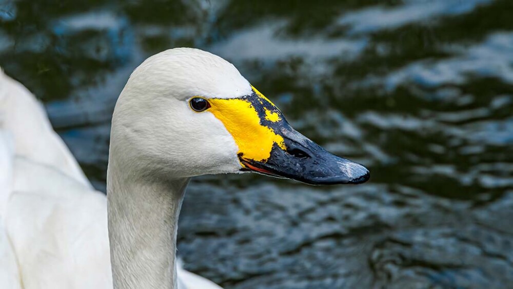 A Bewick's swan close-up, with the unique bill markings visible