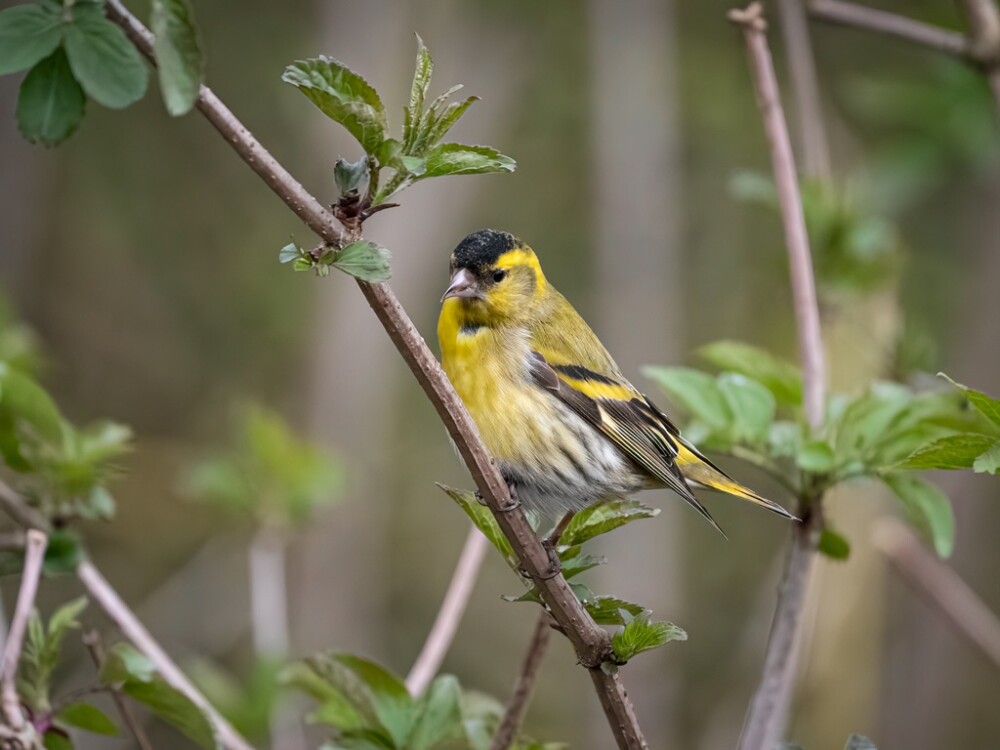 Wildlife Sightings for 24th September 2026